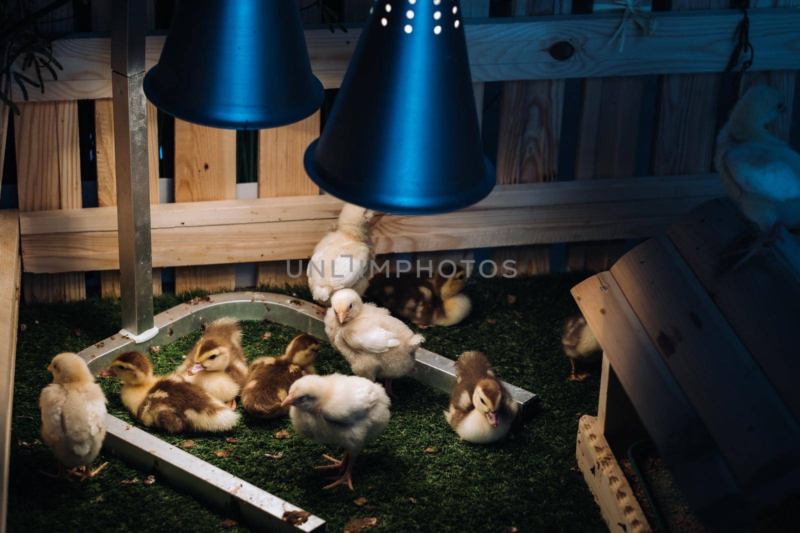 Small chickens and ducklings bask on the grass under a lamp in the yard.