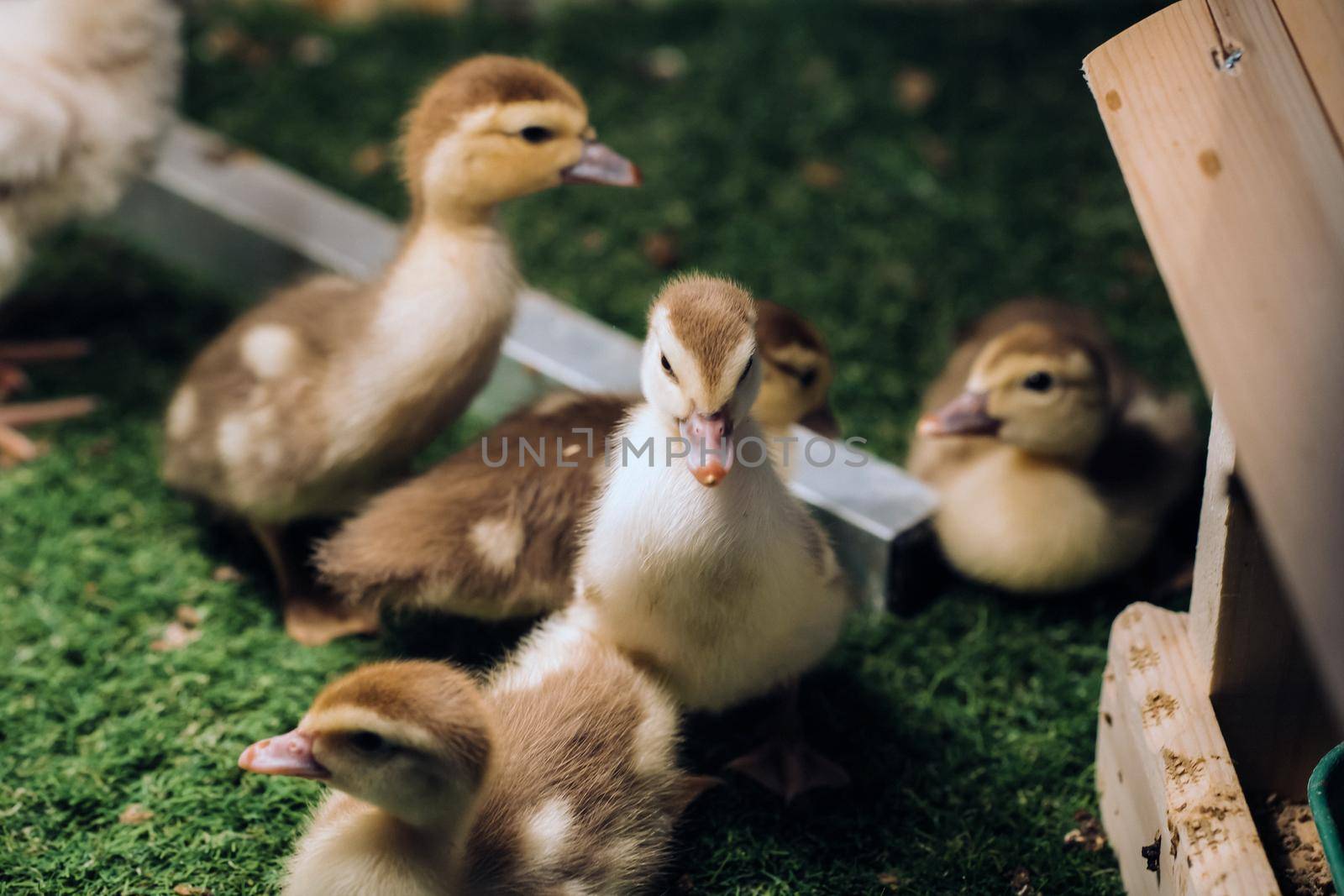 Little ducklings bask in the sun on the grass.