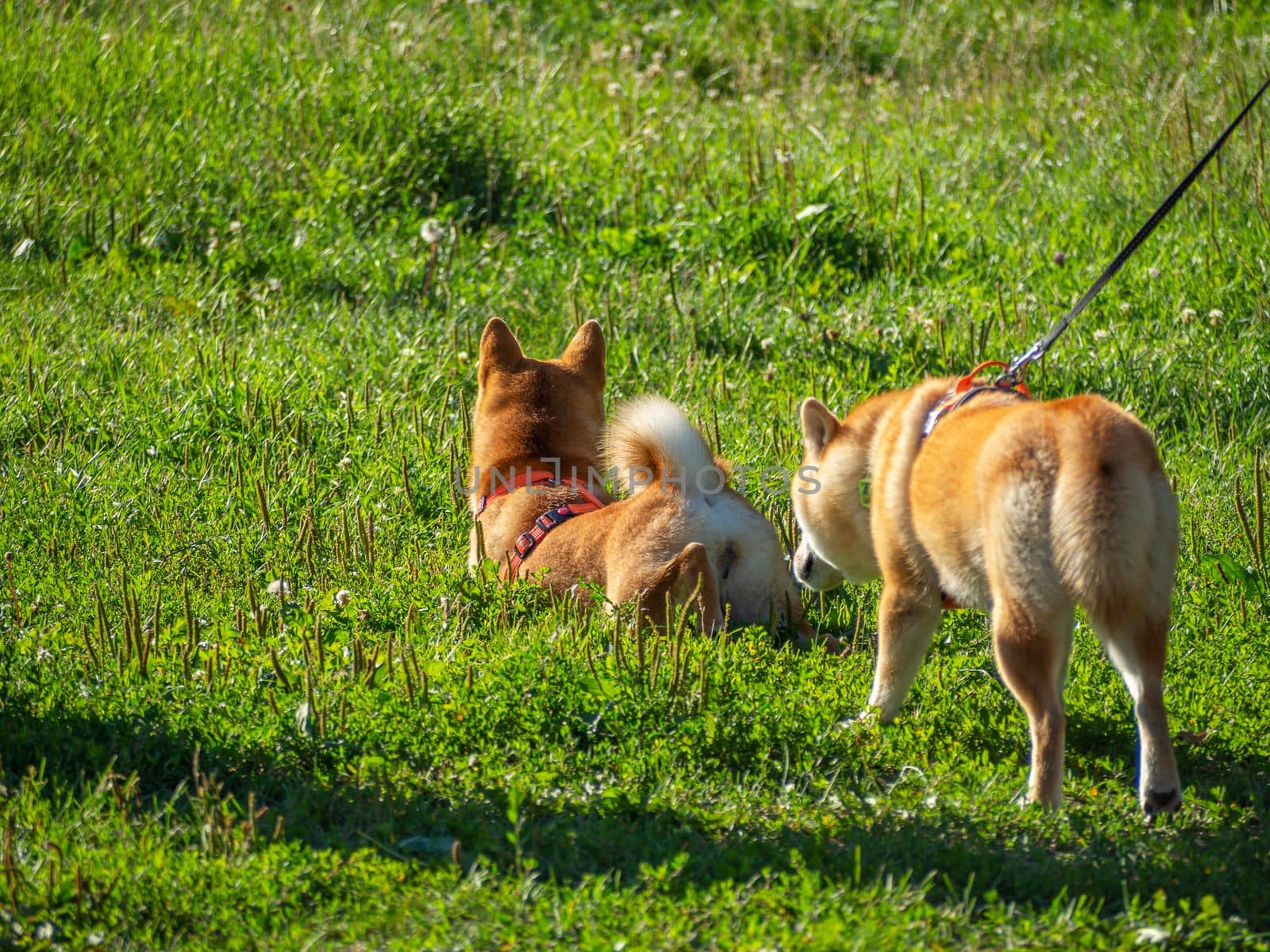 Shiba Inu plays on the dog playground in the park. Cute dog of shiba inu breed walking at nature in summer. walking outside.