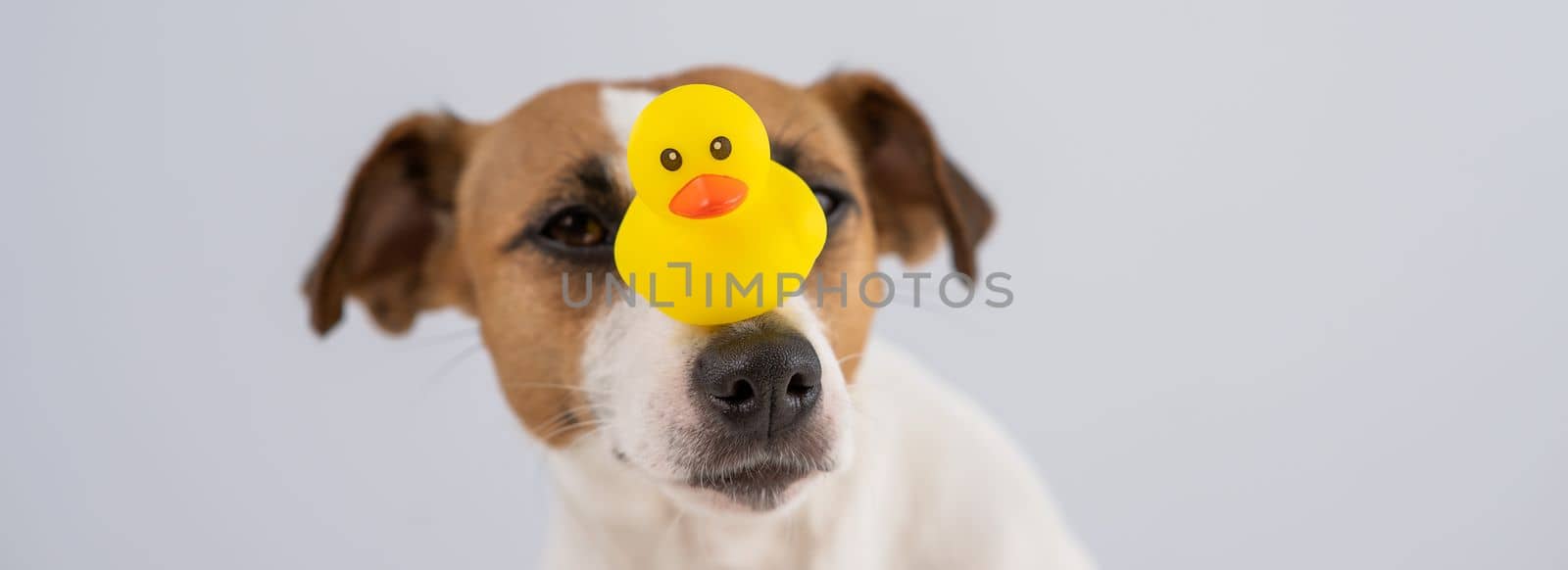 Jack Russell Terrier dog with a rubber duck on his nose