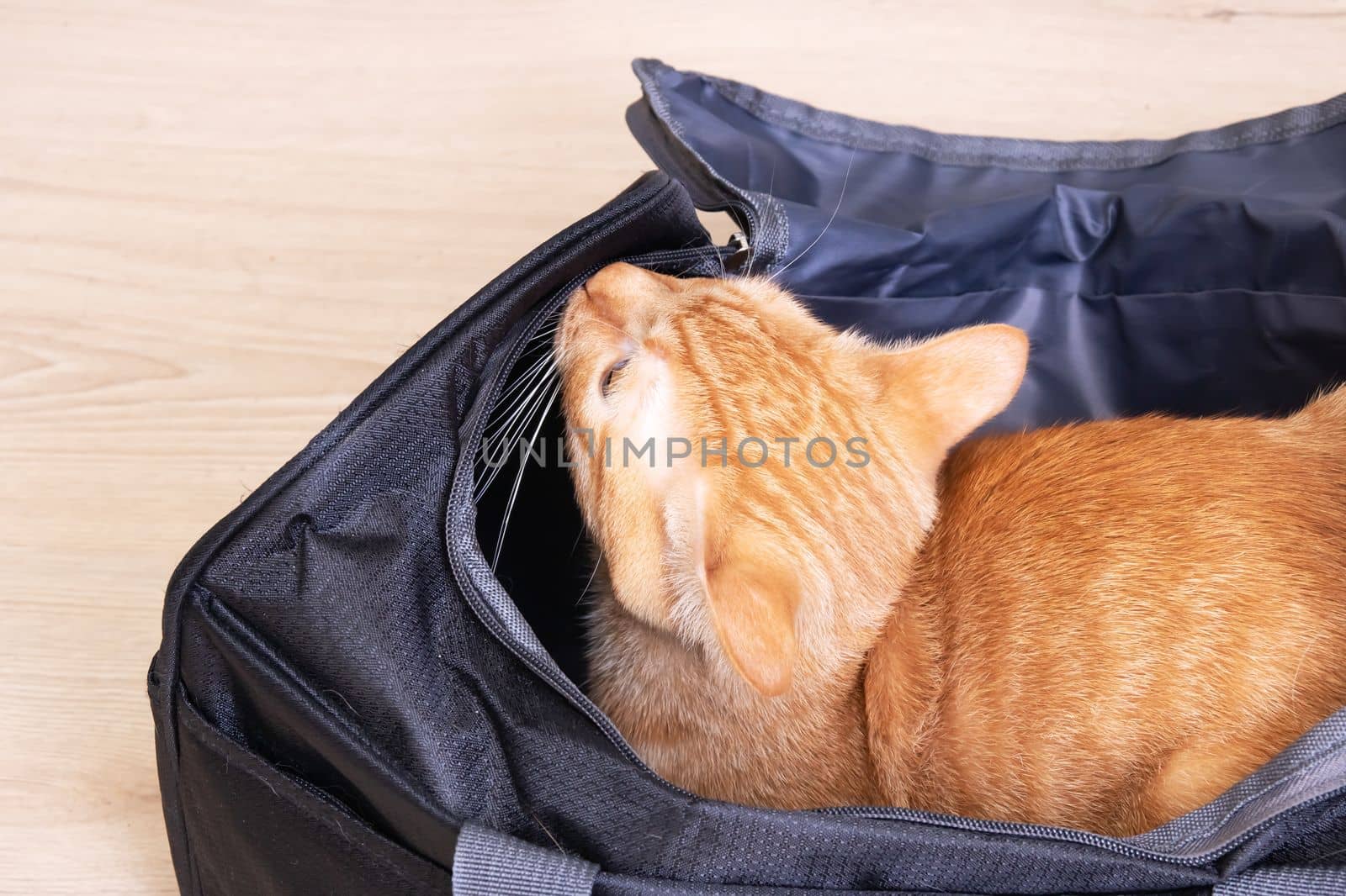 Red cat sitting in a travel bag close up