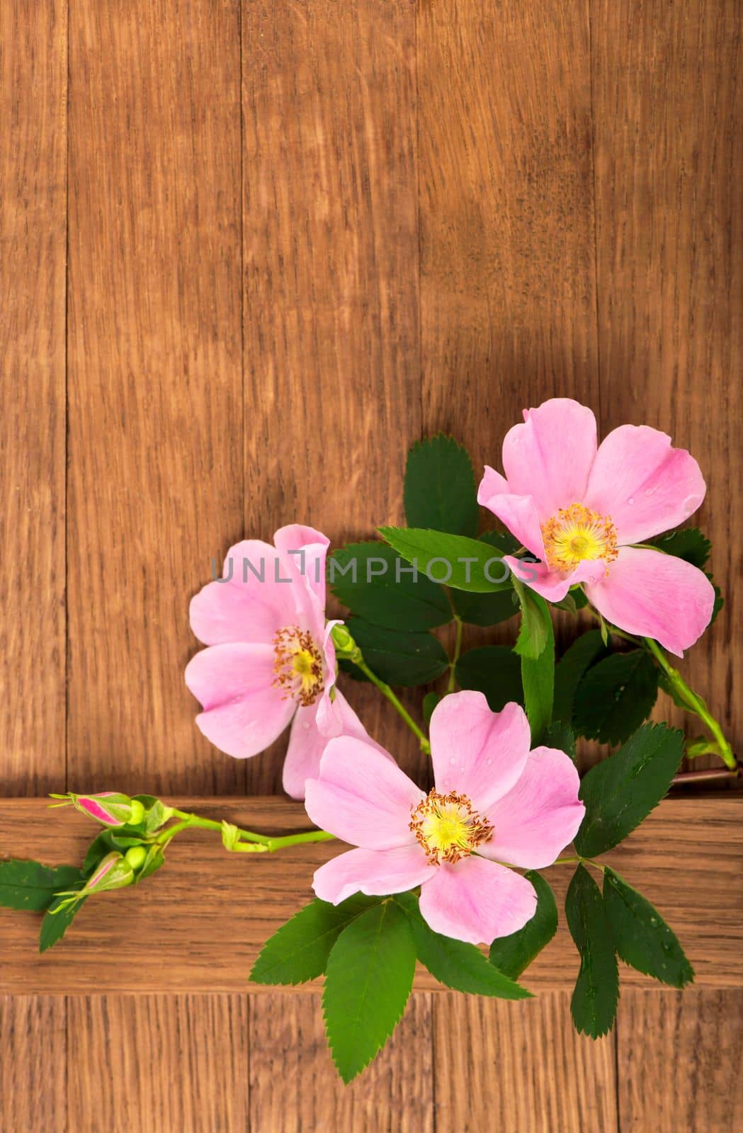 Dogrose flowers. Empty blank, postcard. Pink rosehip flowers lie on a wooden board by aprilphoto