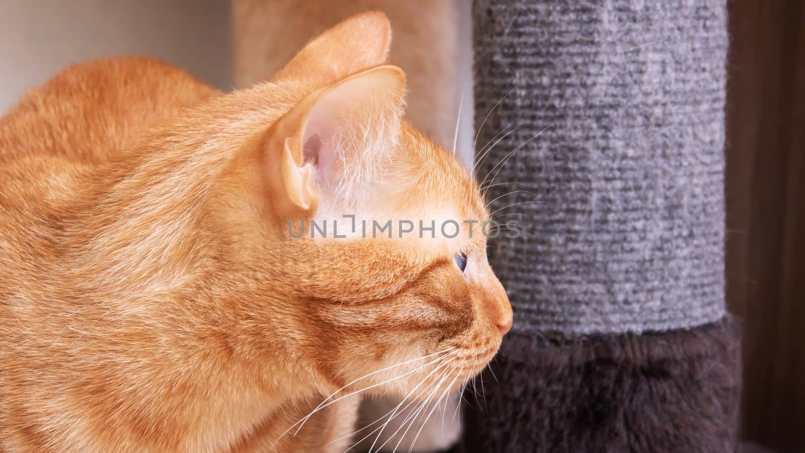 Red cat sitting on the floor close up