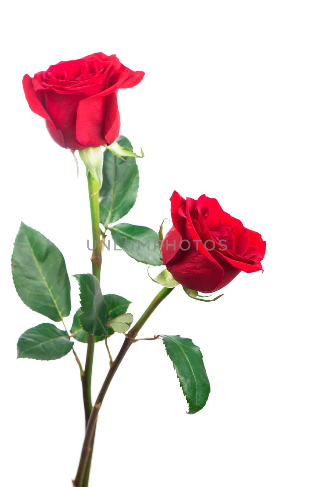 Bouquet of roses, isolated rose flower isolated on white background. The photo can be used as a greeting card, invitation card for wedding, birthday and other holiday and summer background. by aprilphoto