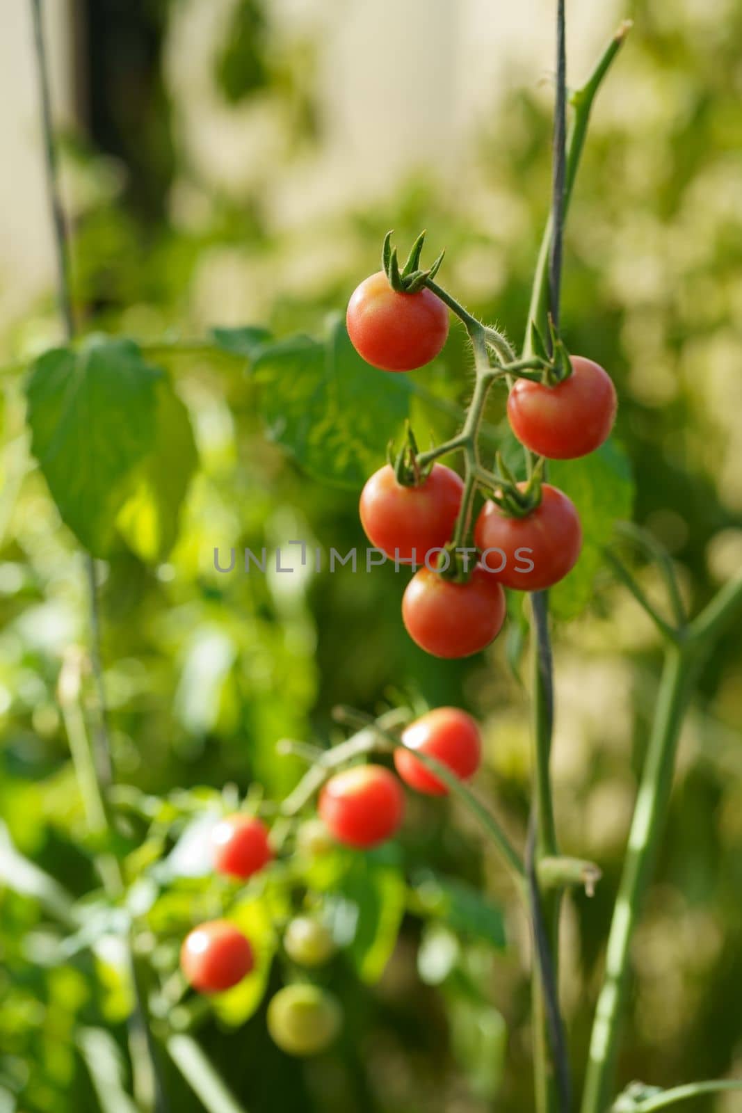 Beautiful red ripe tomatoes grown in a greenhouse. Delicious red tomatoes hanging on the vine of a tomato plant