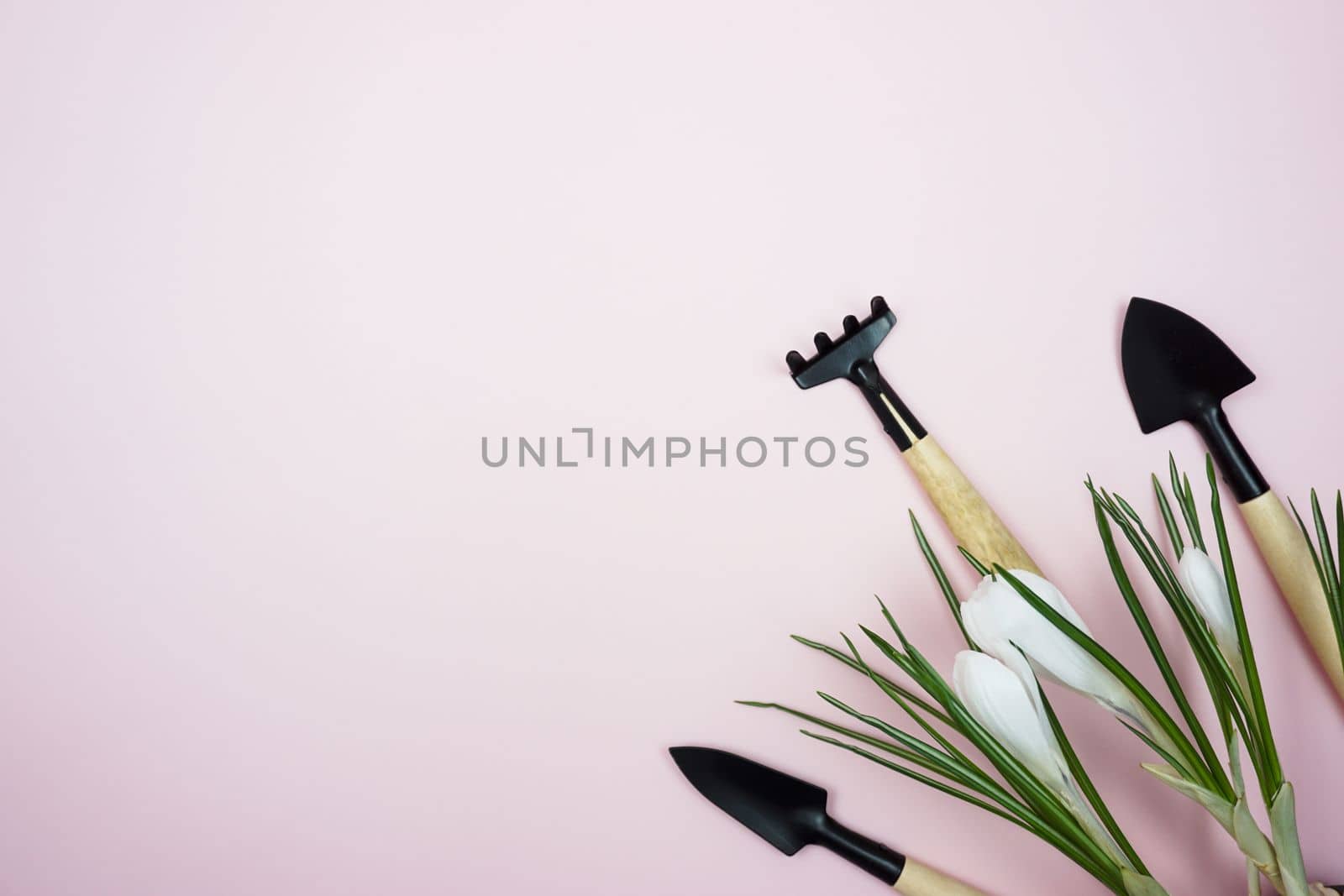 Gardening tools and a crocus flower lie on a pink background. A place to copy. Mockup. Space for text.