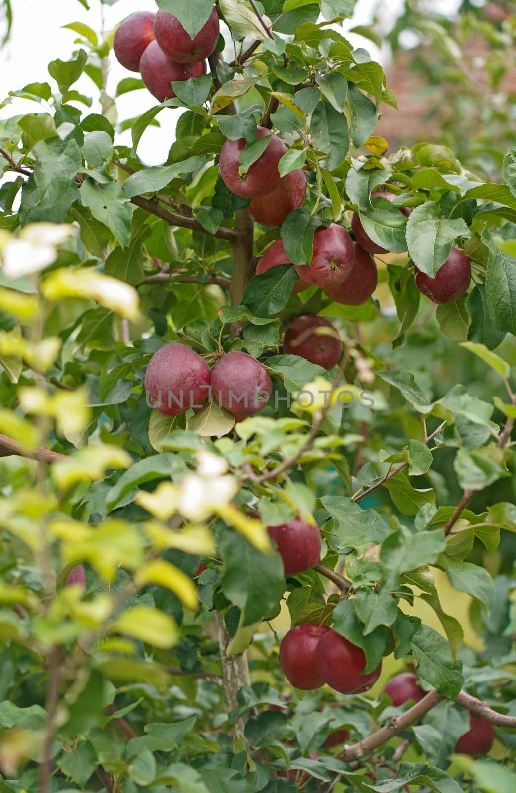 Apple tree branch with several fruits on a summer morning in the garden by aprilphoto