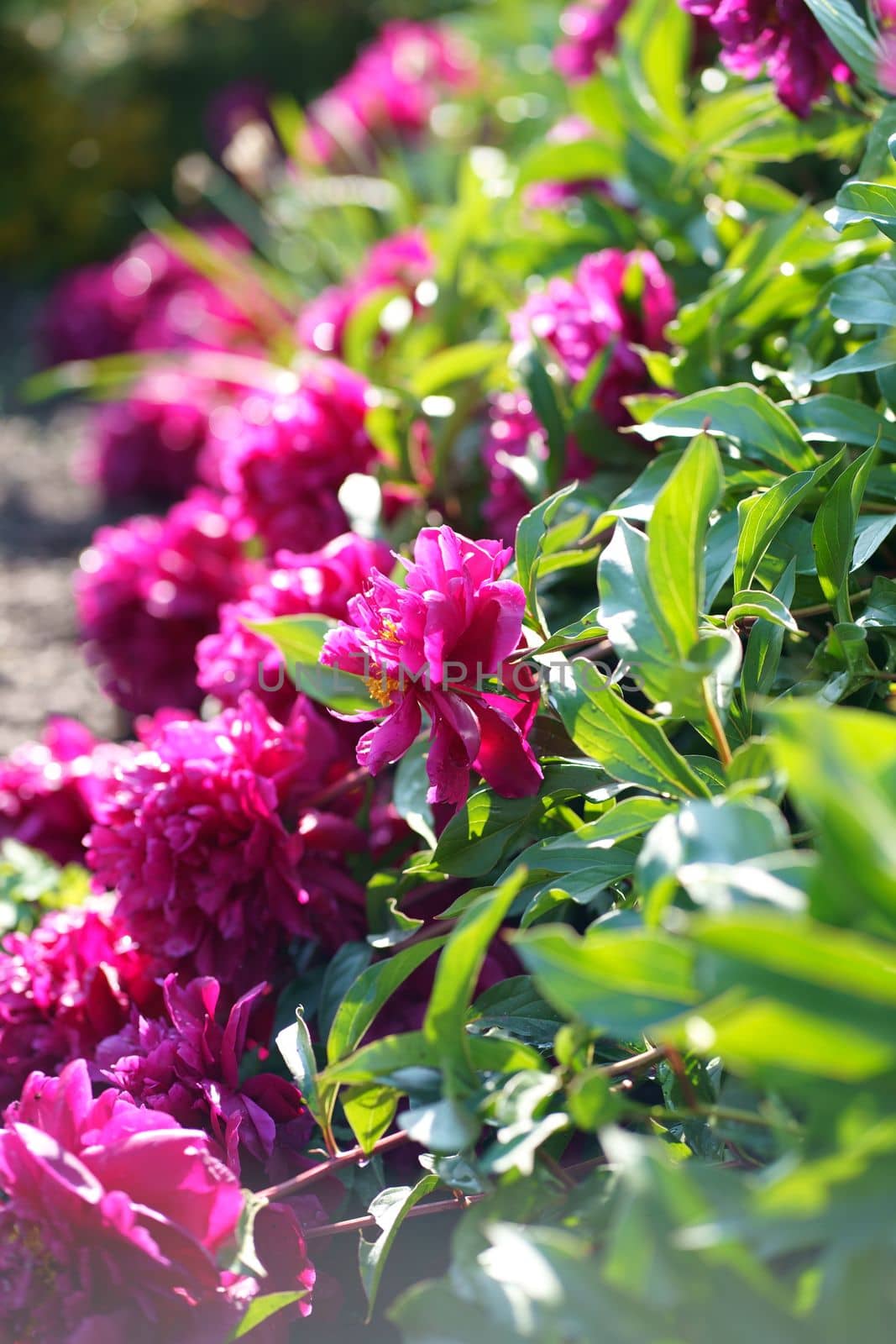 Pink peonies flower bloom on background of blurry white peonies in peonies garden. by aprilphoto