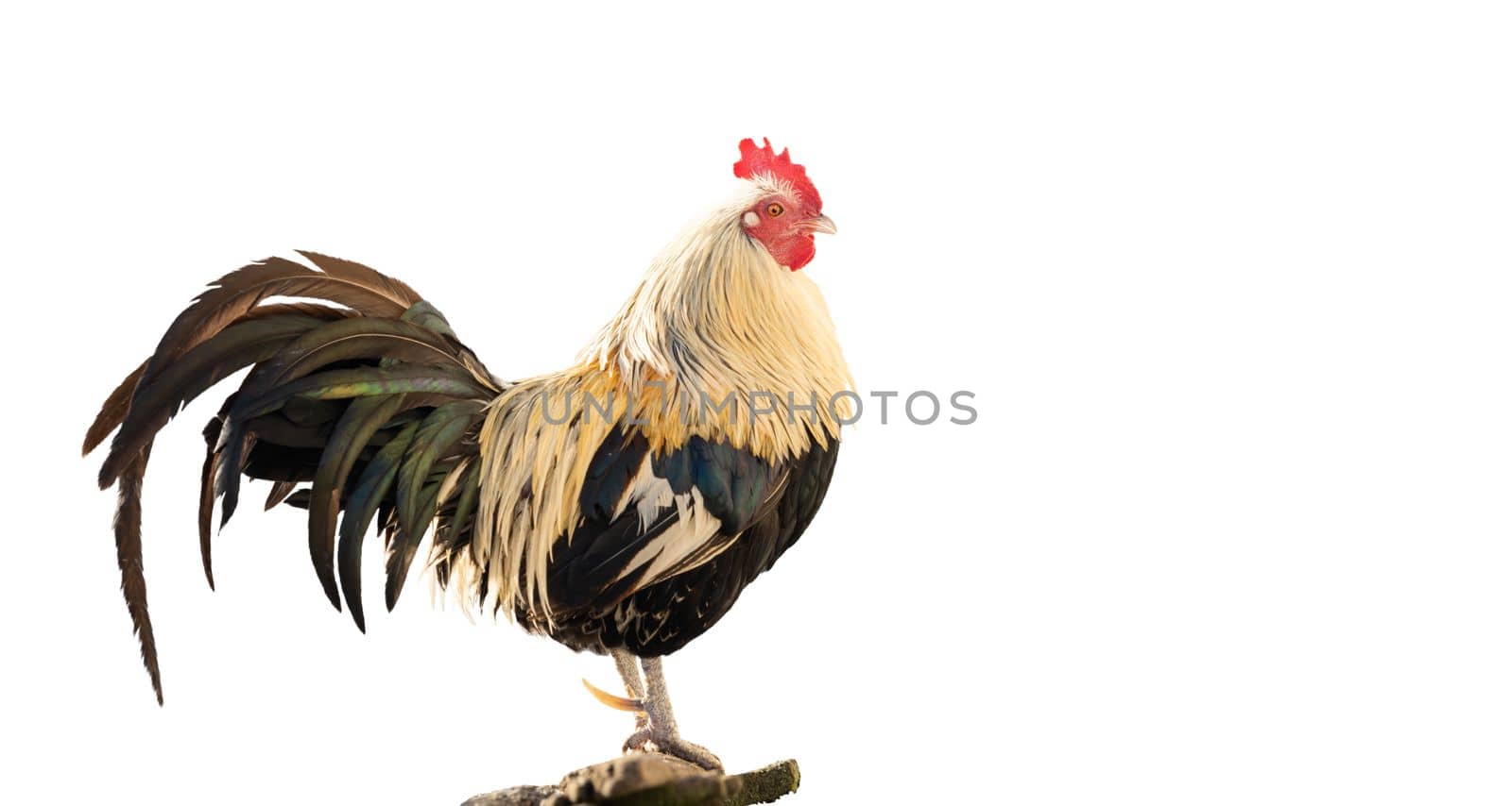 rooster with beautiful plumage isolated on white background, bird - symbol