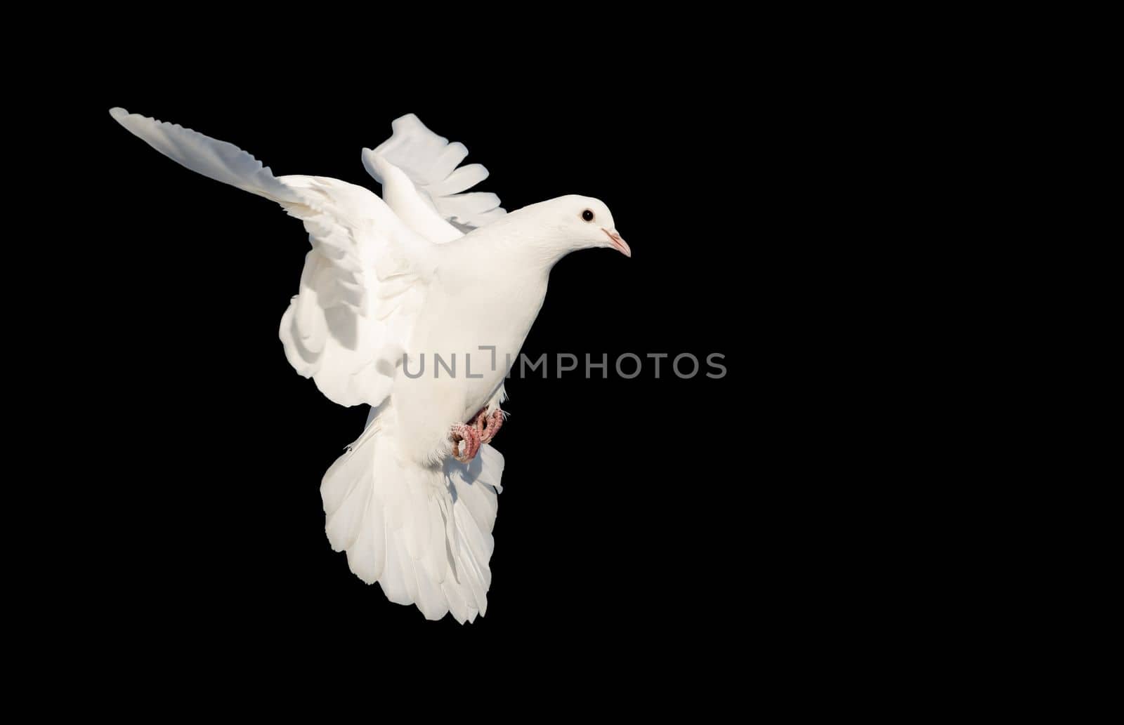 white dove in flight isolated on black, bird - symbol