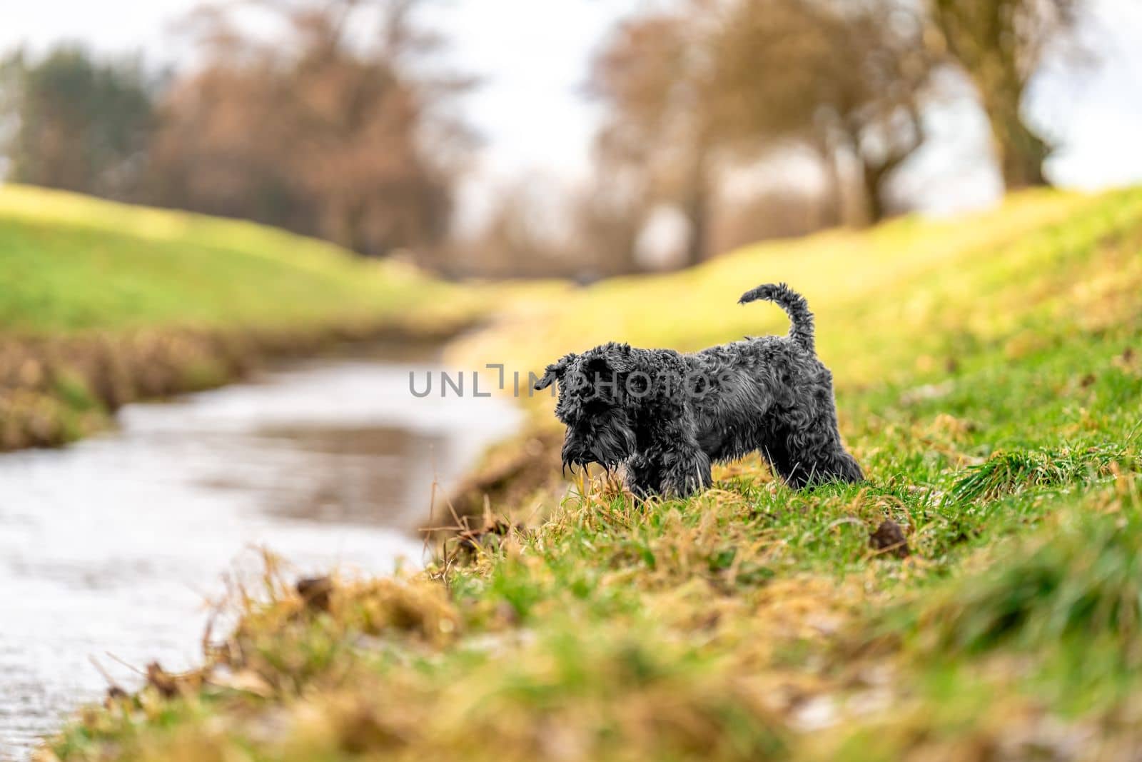 dog on a walk in nature. little black schnauzer.