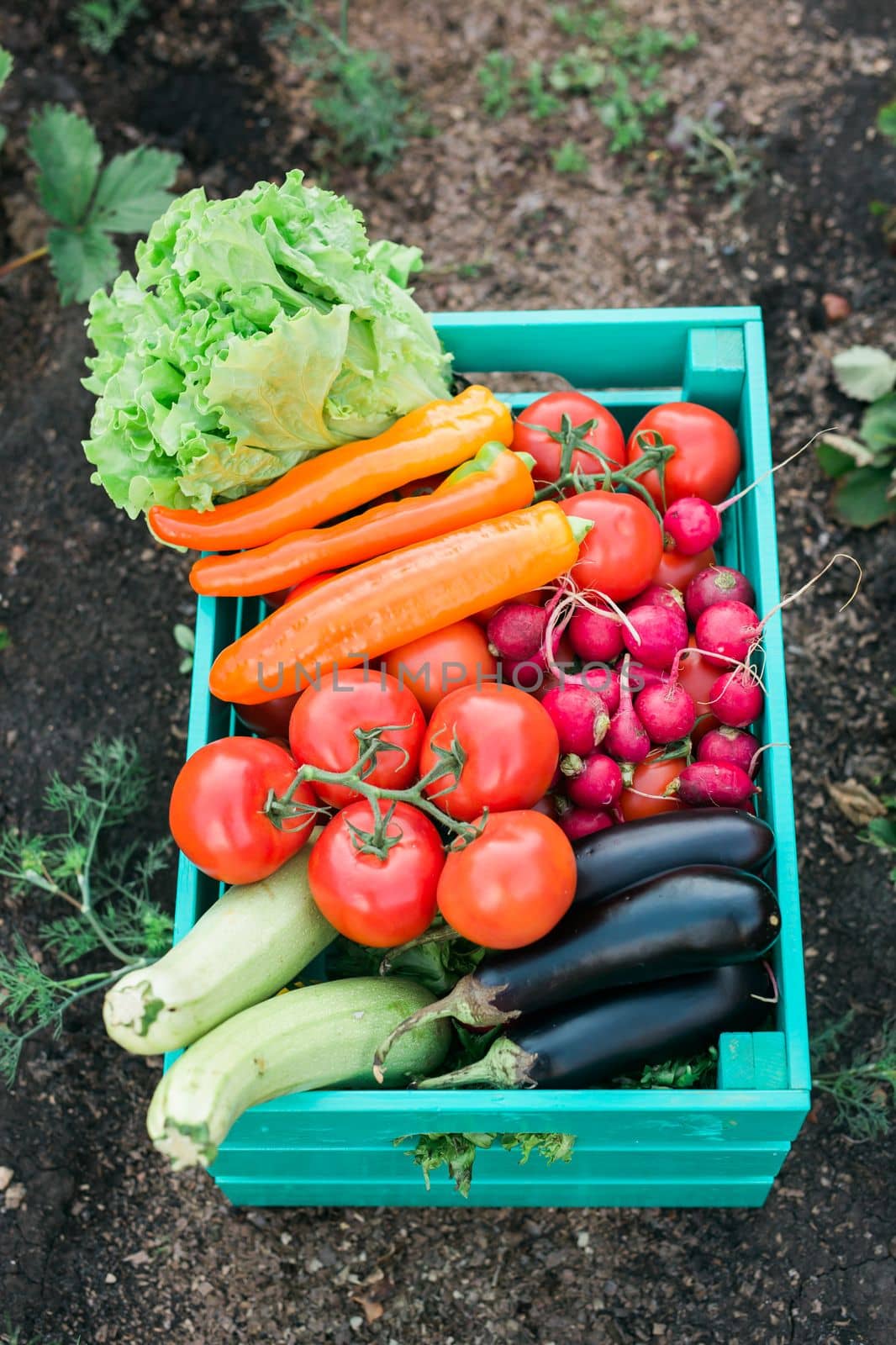 Wooden box filled fresh vegetables in garden harvesting and gardening