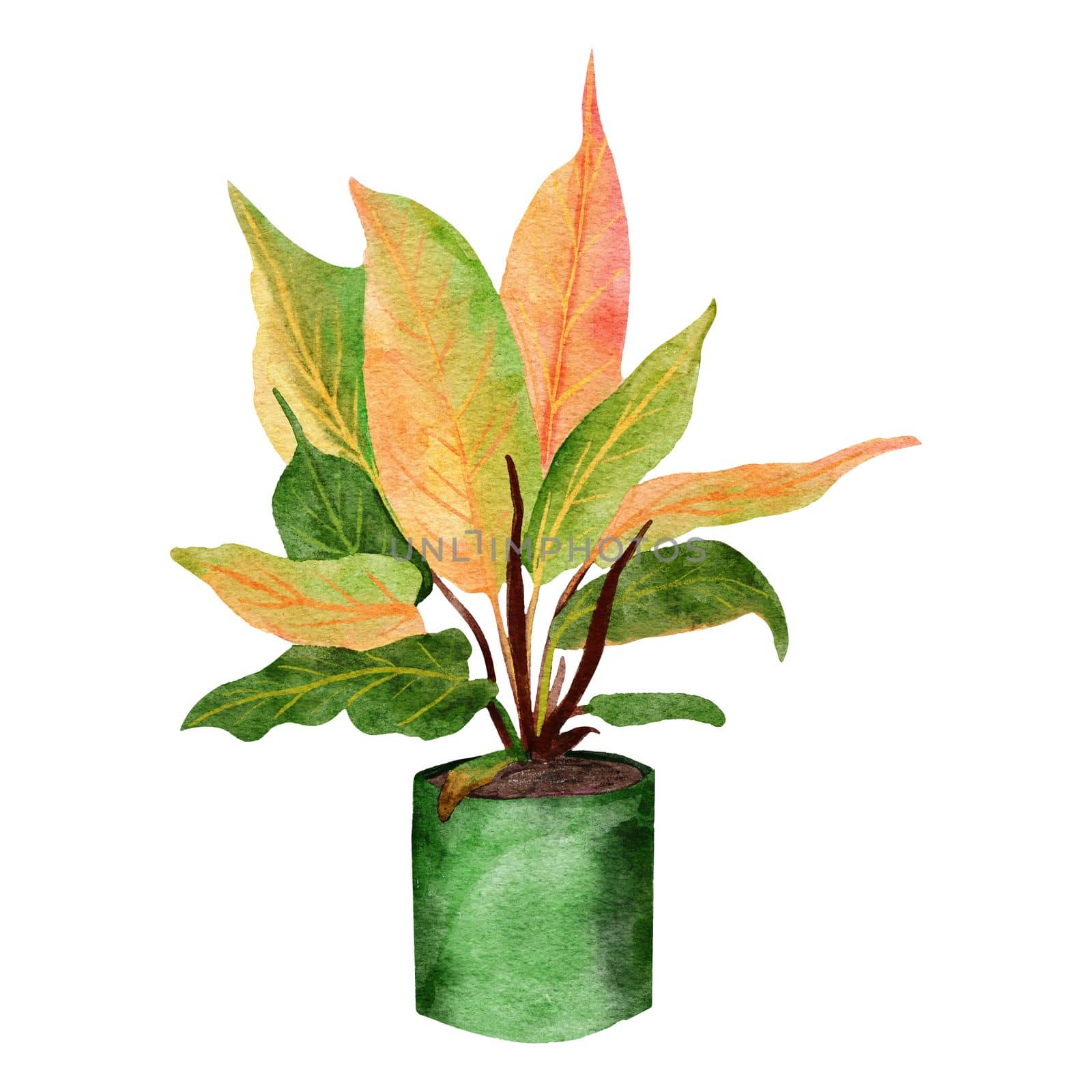 Hand drawn watercolor illustration of philodendron prince of orange houseplant, green leaves pastel pot plant flower, tropical foliage leaves, expensive variety. Urban jungle nature lovers species herb.