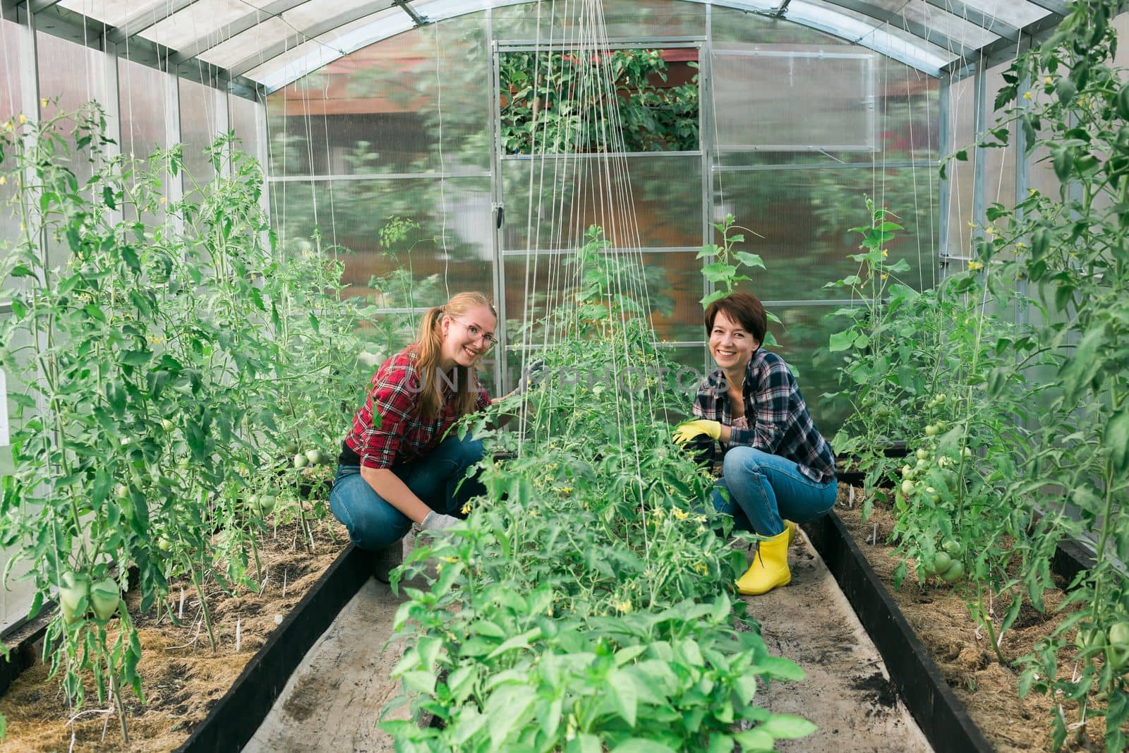 Two women working inside greenhouse garden - Nursery and spring concept by Satura86