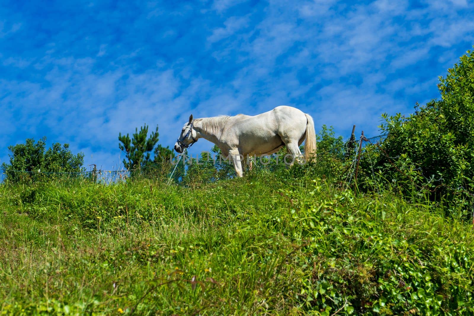 White horse on top of a green hill against blue sky by paca-waca