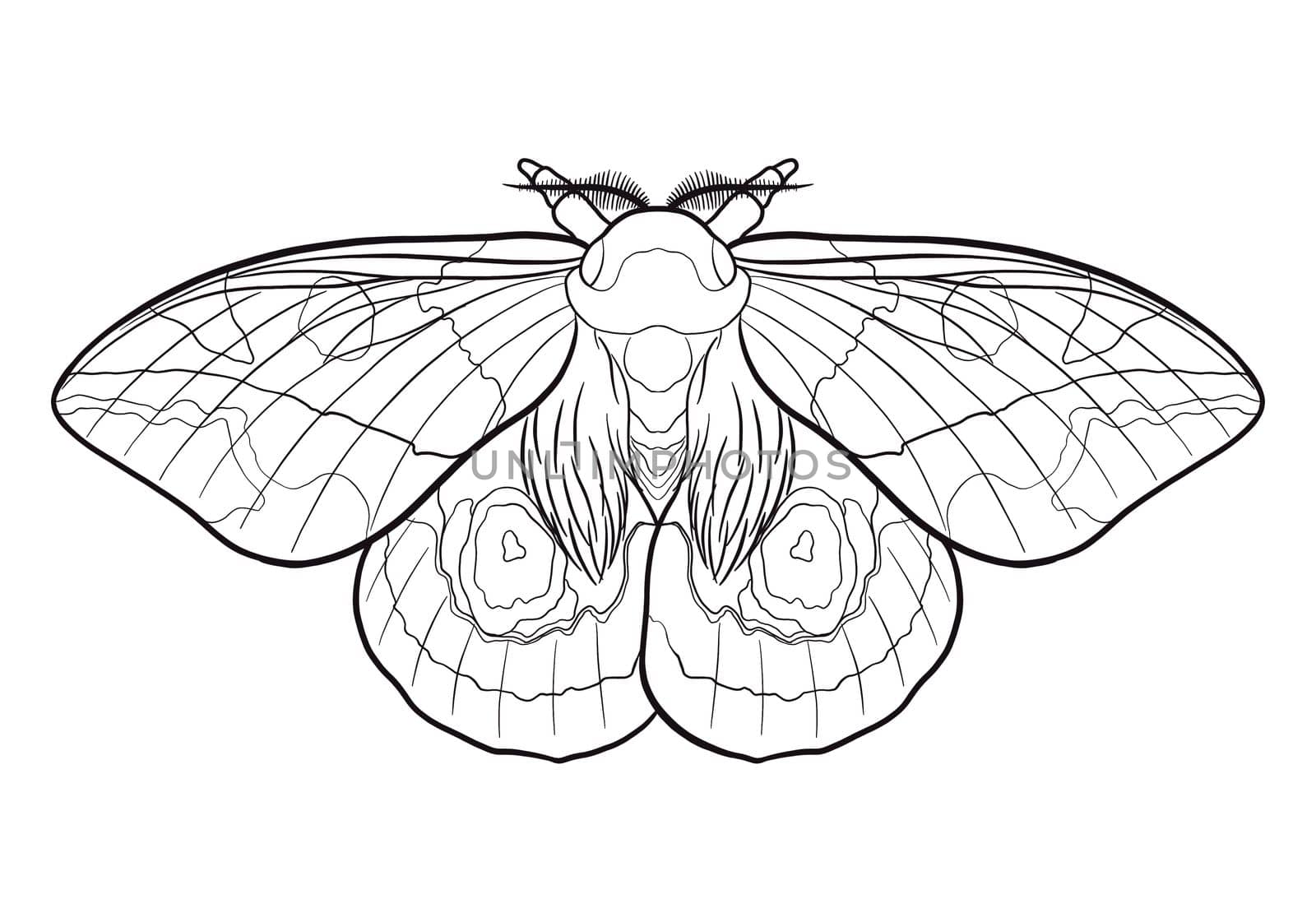 Children's coloring book, which depicts insects in a realistic way by kr0k0