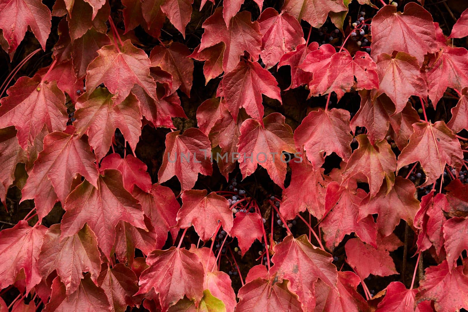 Cluster of ivy leaves and fruits in autumn. Frontal photo, and detail, autumn, wine red, spheres, branches green