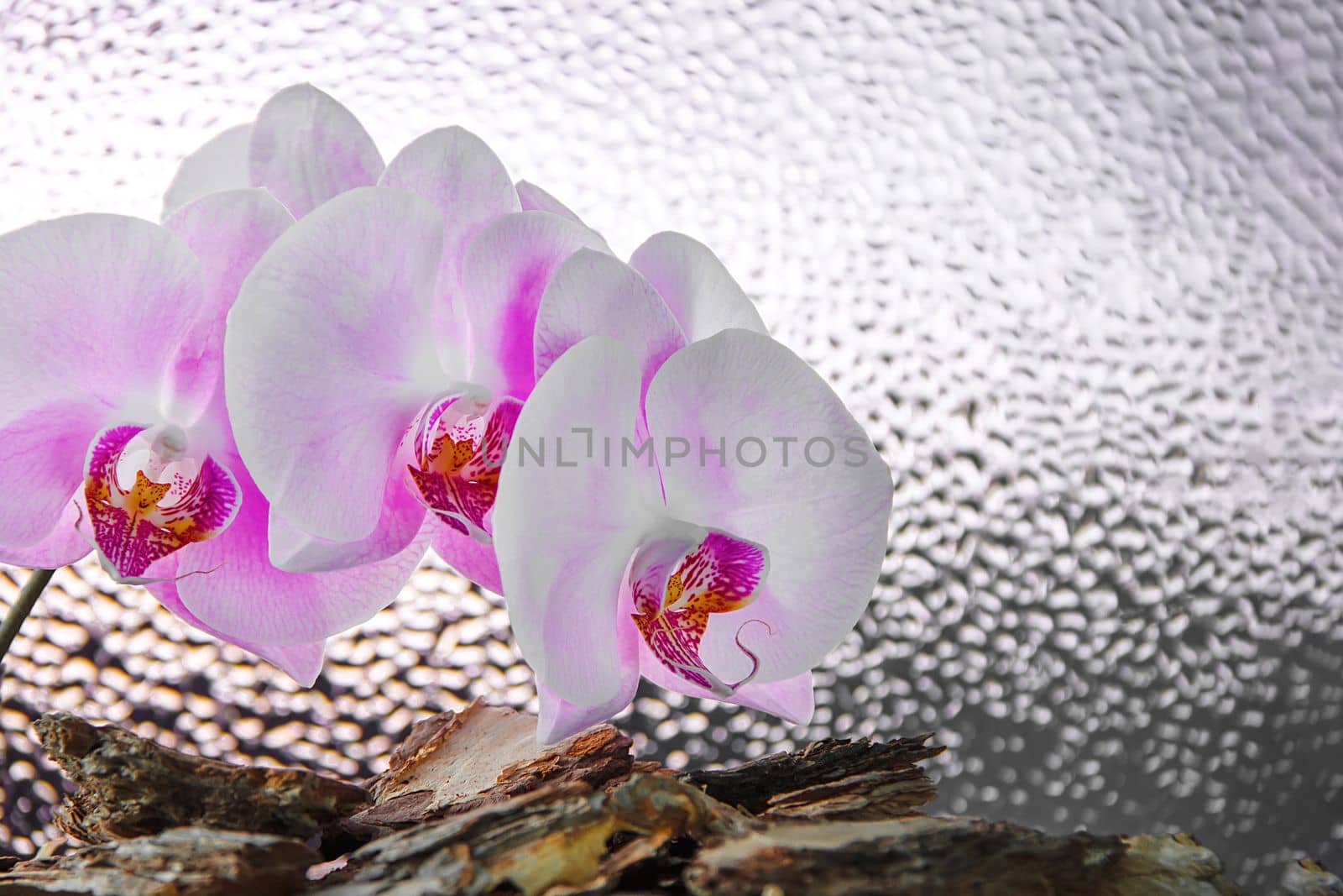 Three white-pink orchid flowers on background of beautifully blurred drops, copy space by Laguna781