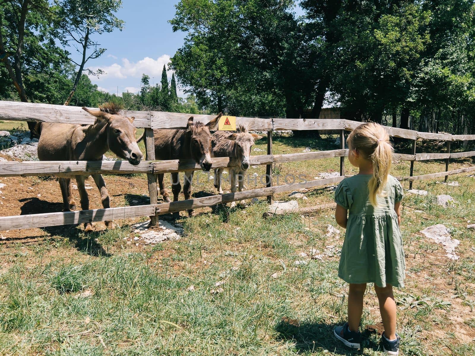 Brown donkeys reach over a wooden fence towards a little girl in the park. High quality photo