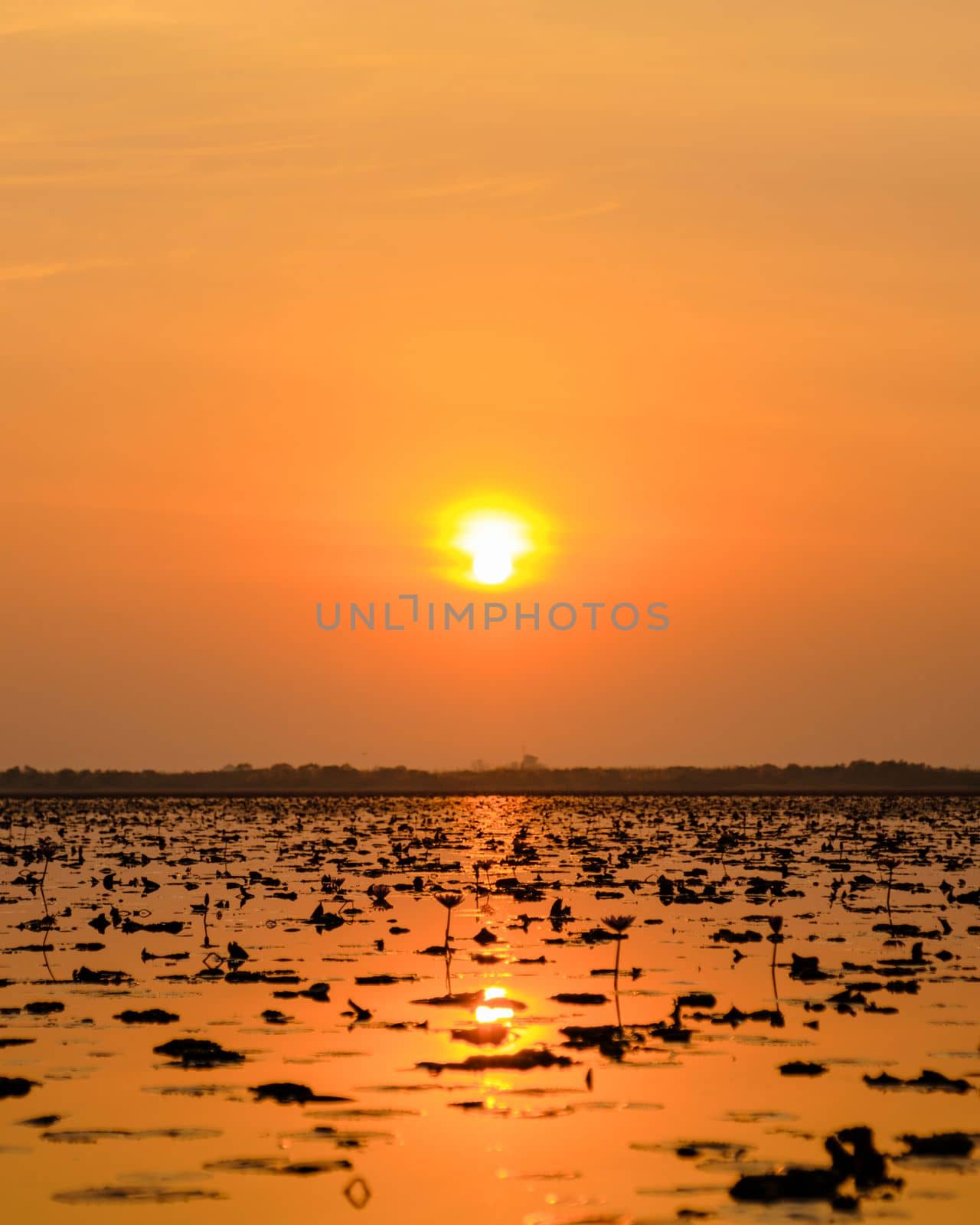 Sunrise at The sea of red lotus, Lake Nong Harn, Udon Thani, Thailand.