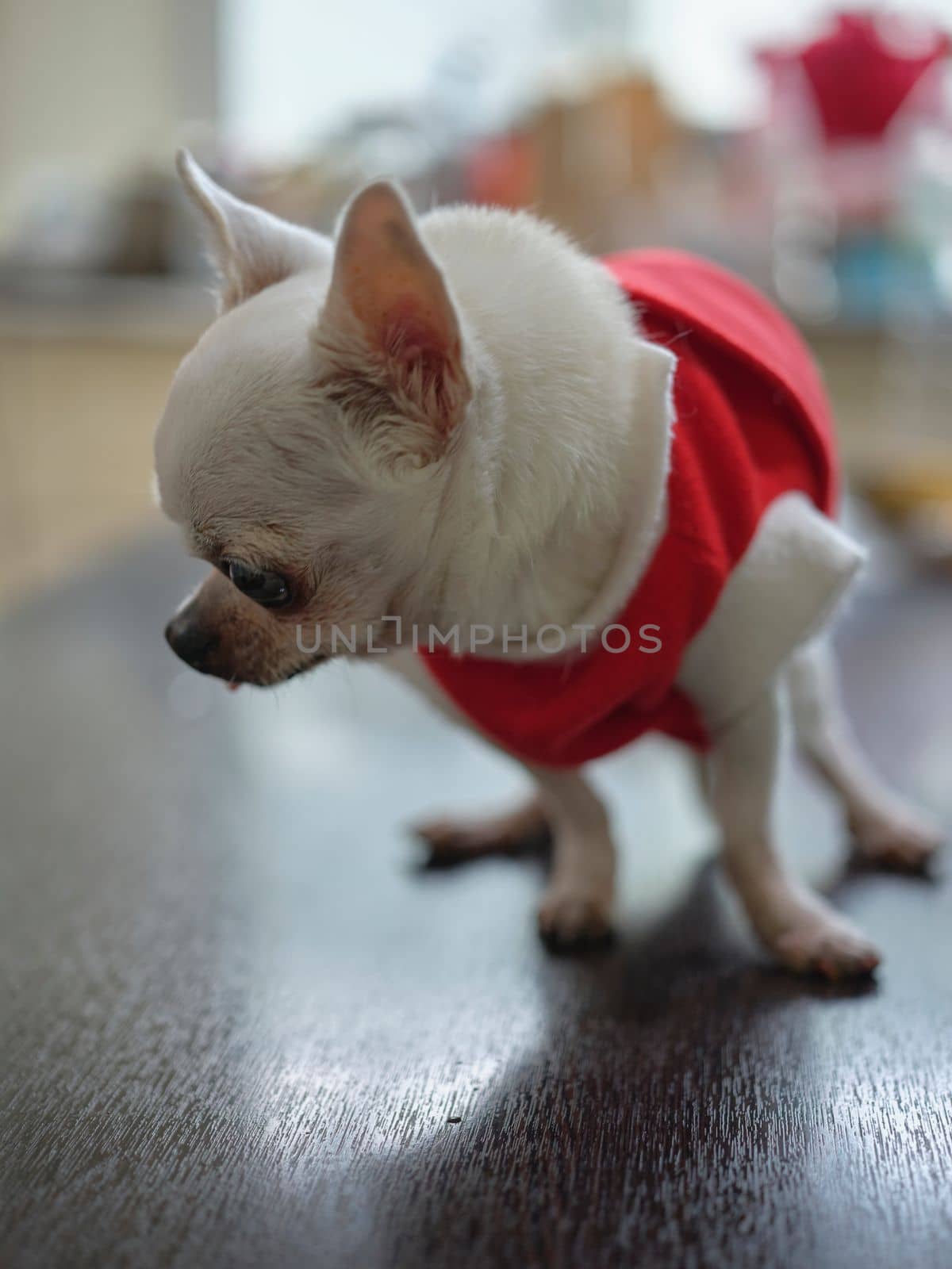 Chihuahua dog Concept santa claus , christmas