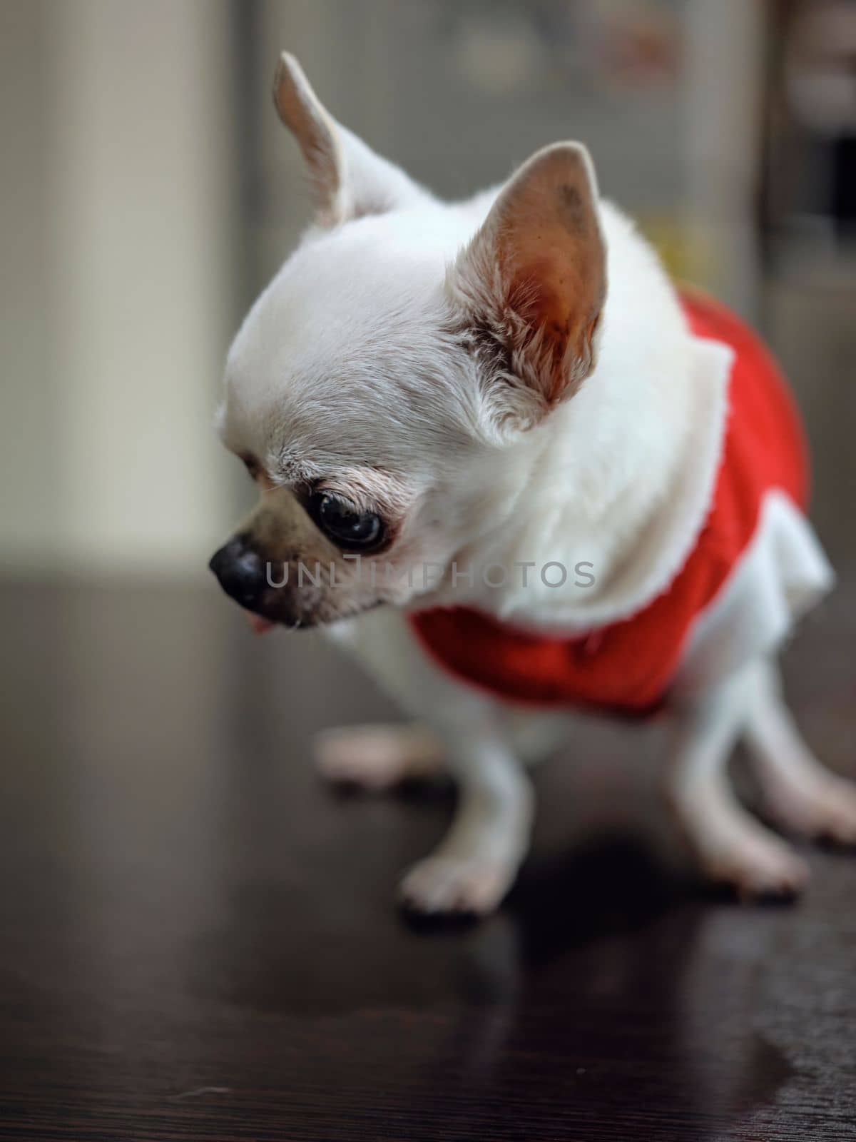 Chihuahua dog Concept santa claus , christmas