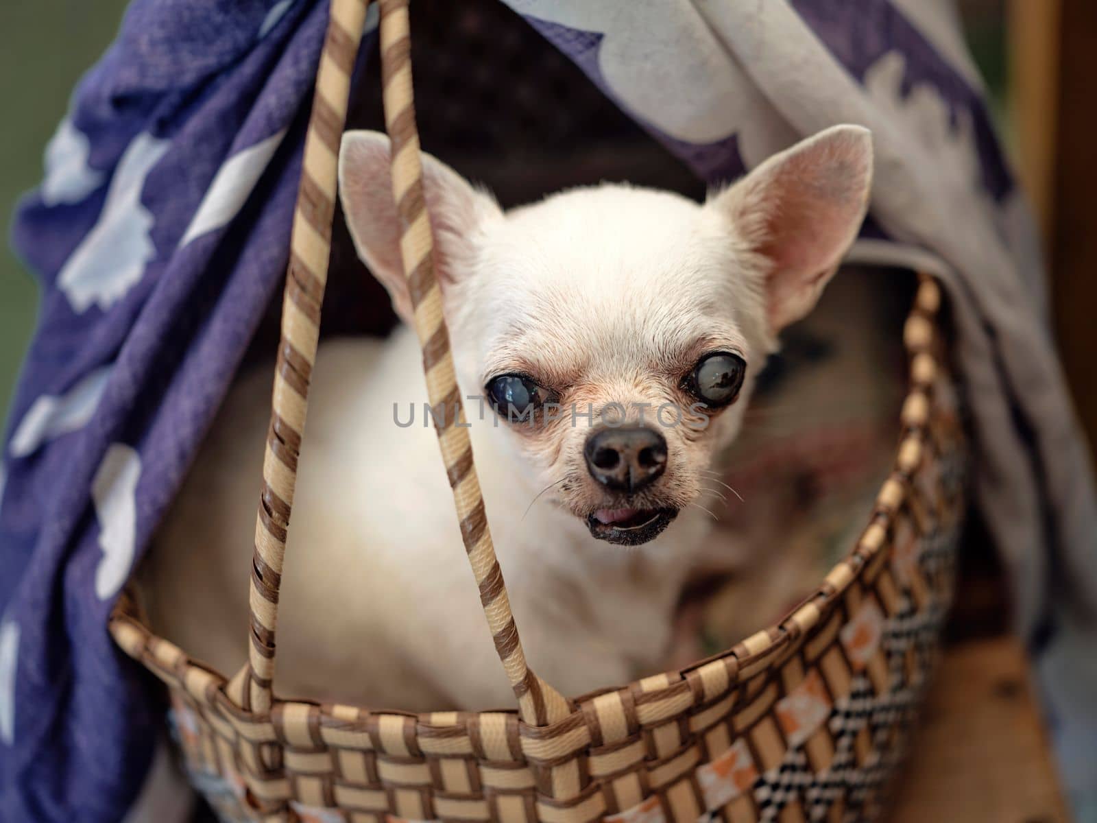 Cute chihuahua in a basket . Pet background