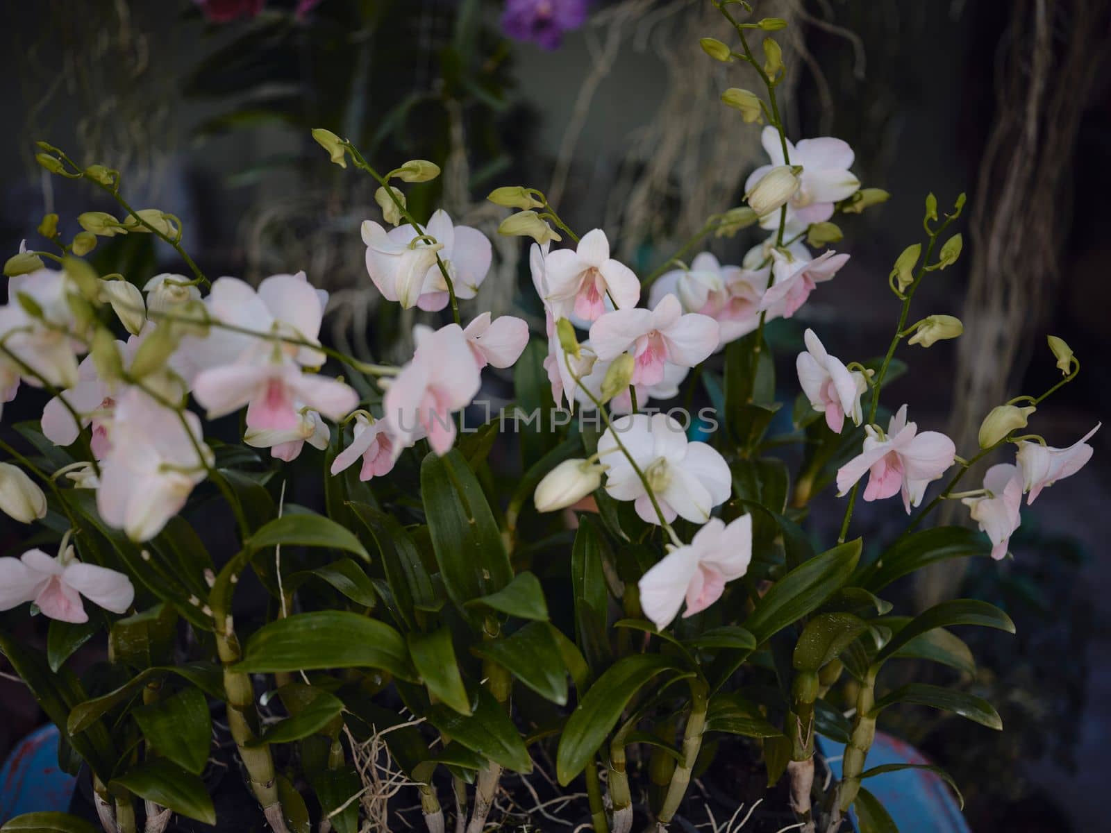 Pink orchid flowers in garden . by Hepjam