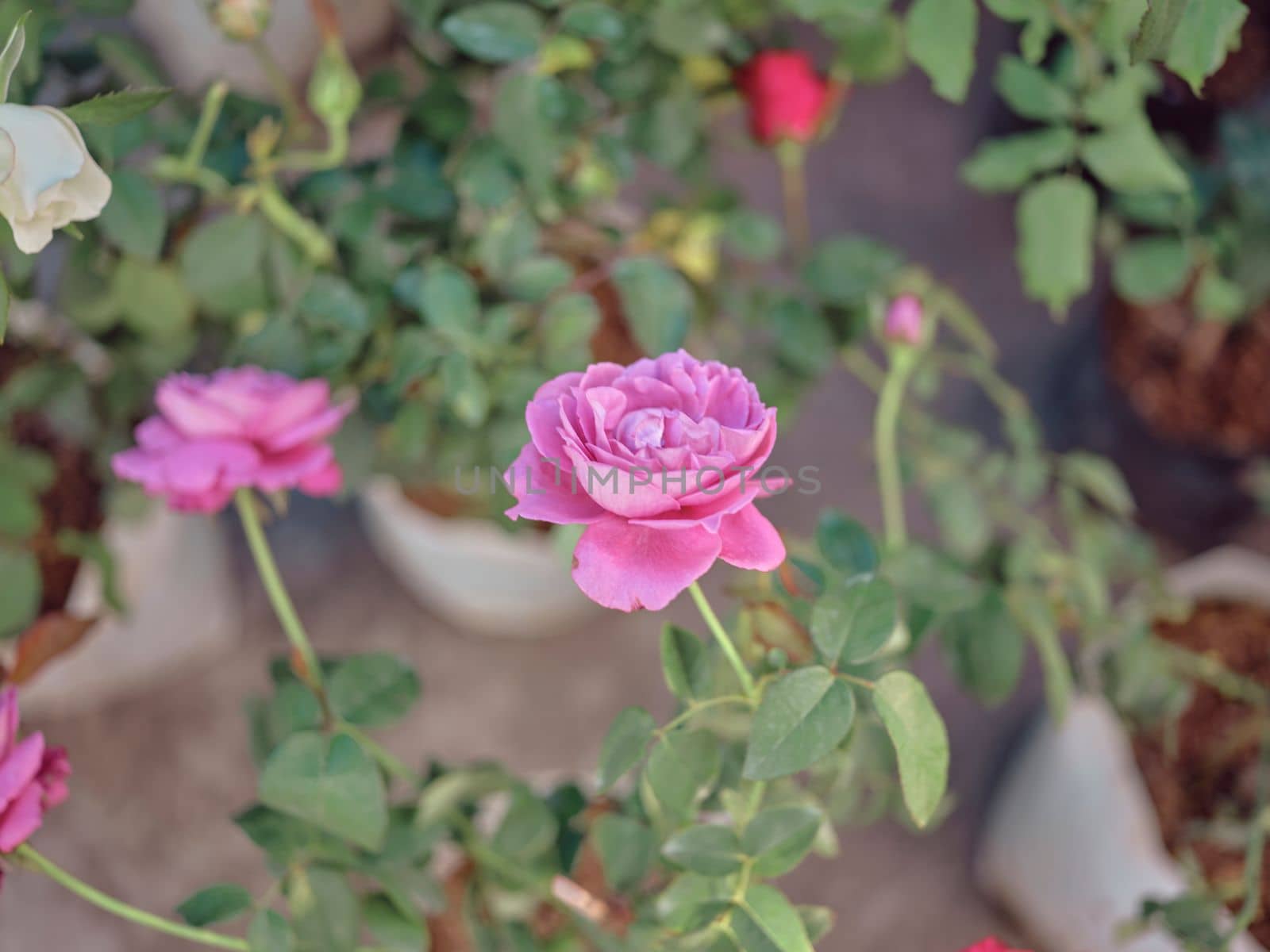 Pastel colored roses. Soft focus small depth of field photo . Concept valentine 's day