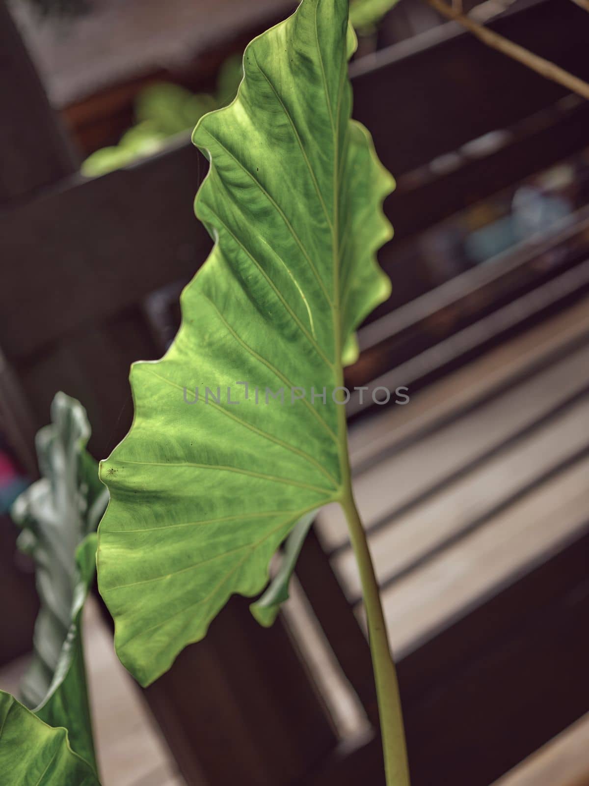 Nature background , Colocasia lemon lime is beautiful leaf plant