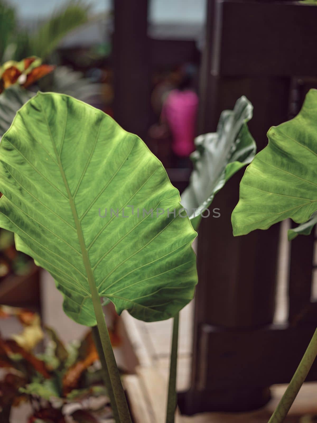 Nature background , Colocasia lemon lime is beautiful leaf plant by Hepjam