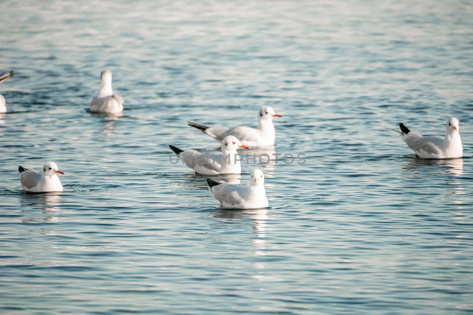 Seagulls flying in sunset sky. A flock of the seagull birds flies under a dark sky after sunset, over the sea along the rocky coast. Freedom concept