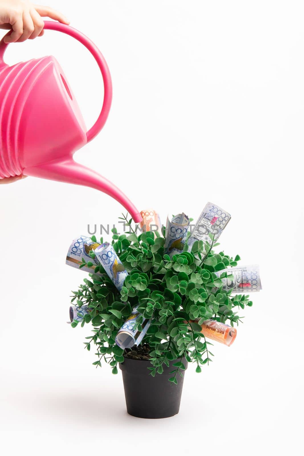 A watering can in hand waters a money tree with large denominations of Kazakh money tenge on a white background.
