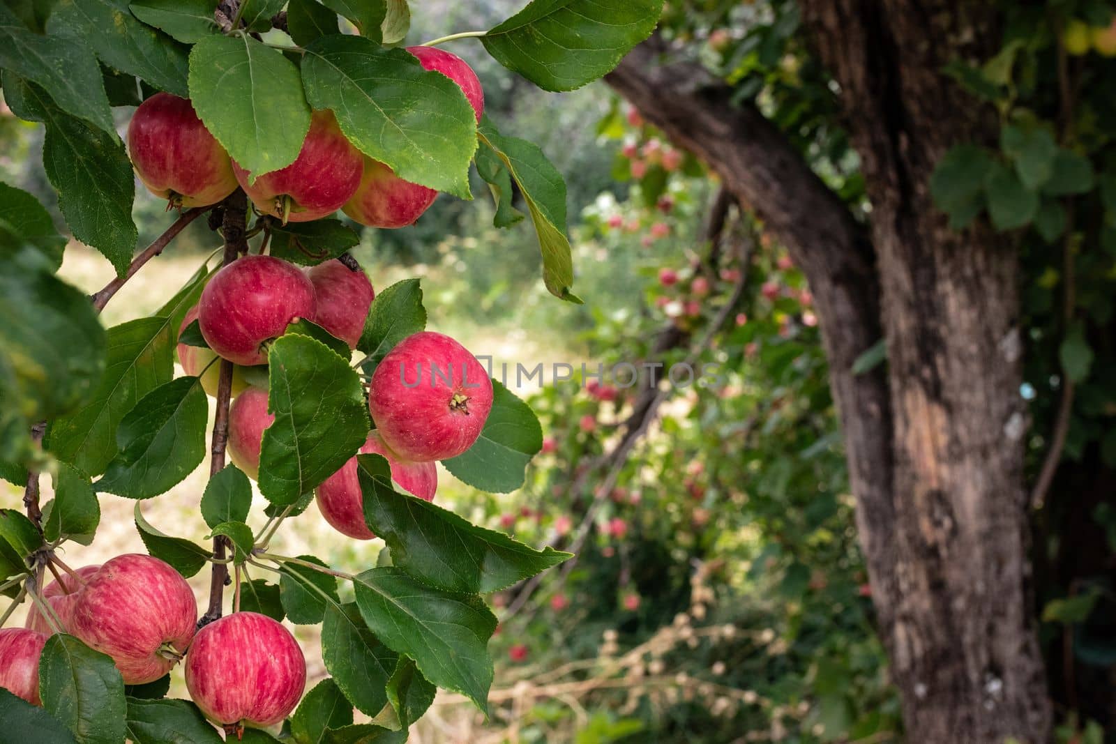 Red apples grows on a branch among the green foliage on apple tree.