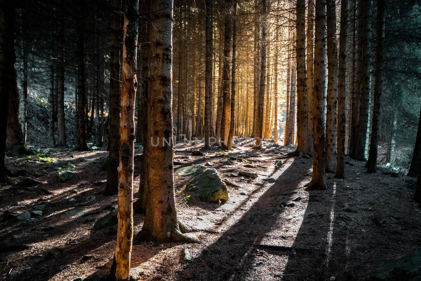 Pine forest at sunset rays in the bear gorge along the path to the Ayusay waterfall in Almaty mountains, picturesque nature of Kazakhstan.