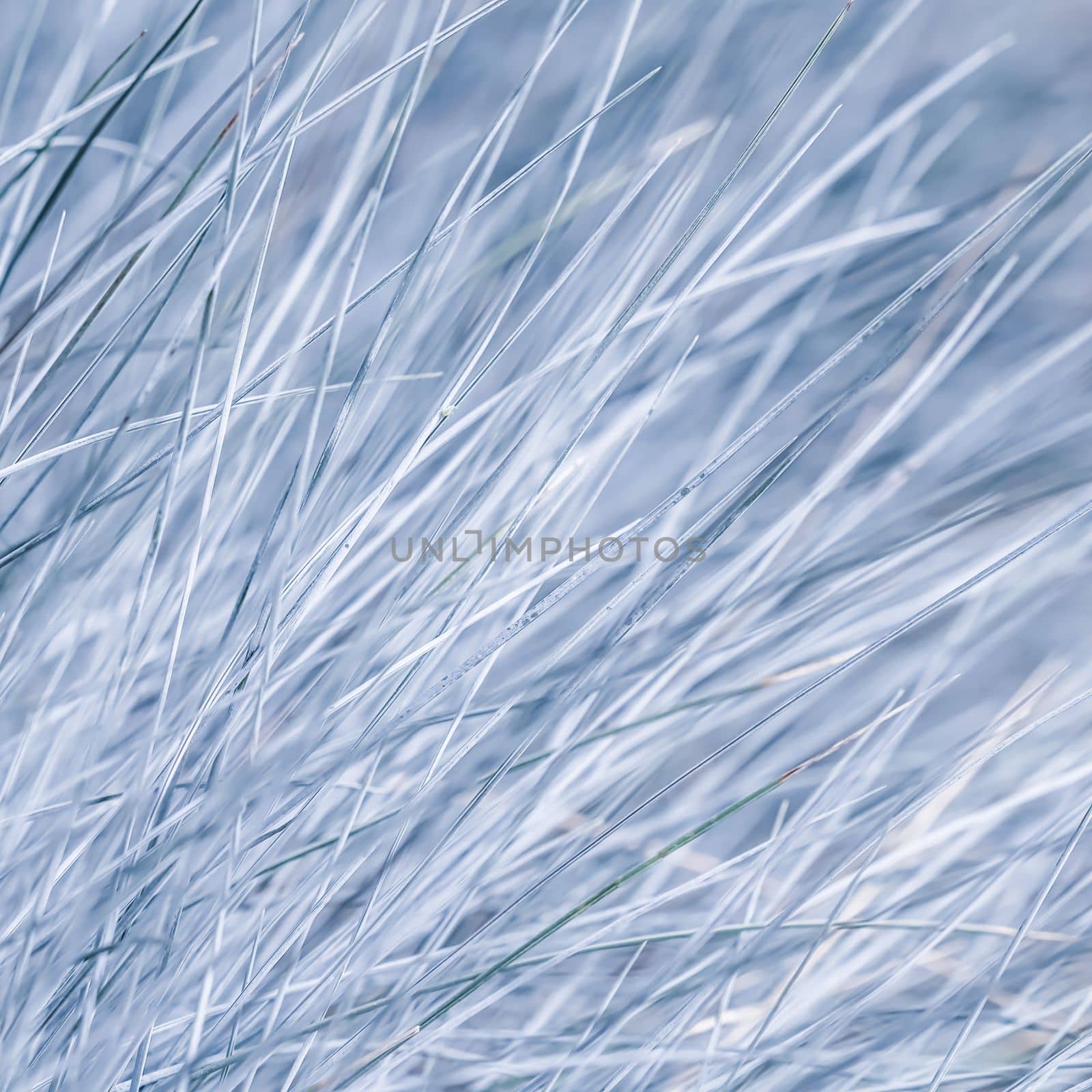 Blue white background of ornamental grass Festuca glauca. Soft focus