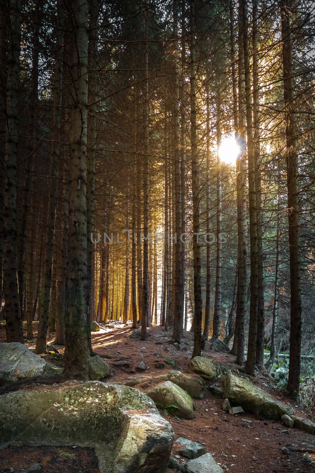 Pine forest at sunset in the bear gorge along the path to the Ayusai waterfall, ile alatau parkland in Almaty, picturesque nature of Qazaqstan.