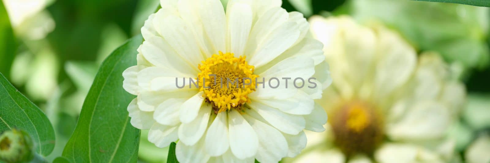 White flowers of beautiful chrysanthemums in nature in garden by kuprevich