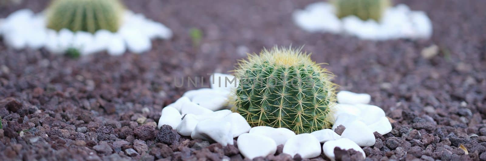 Flowerbed of cactus flowers in the garden with purple and white stones by kuprevich