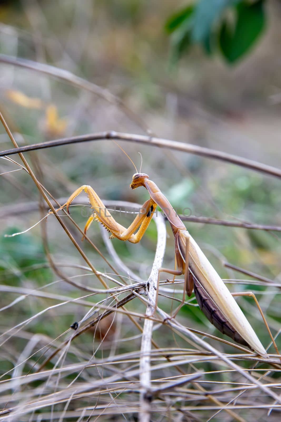 praying mantis lurks by EdVal