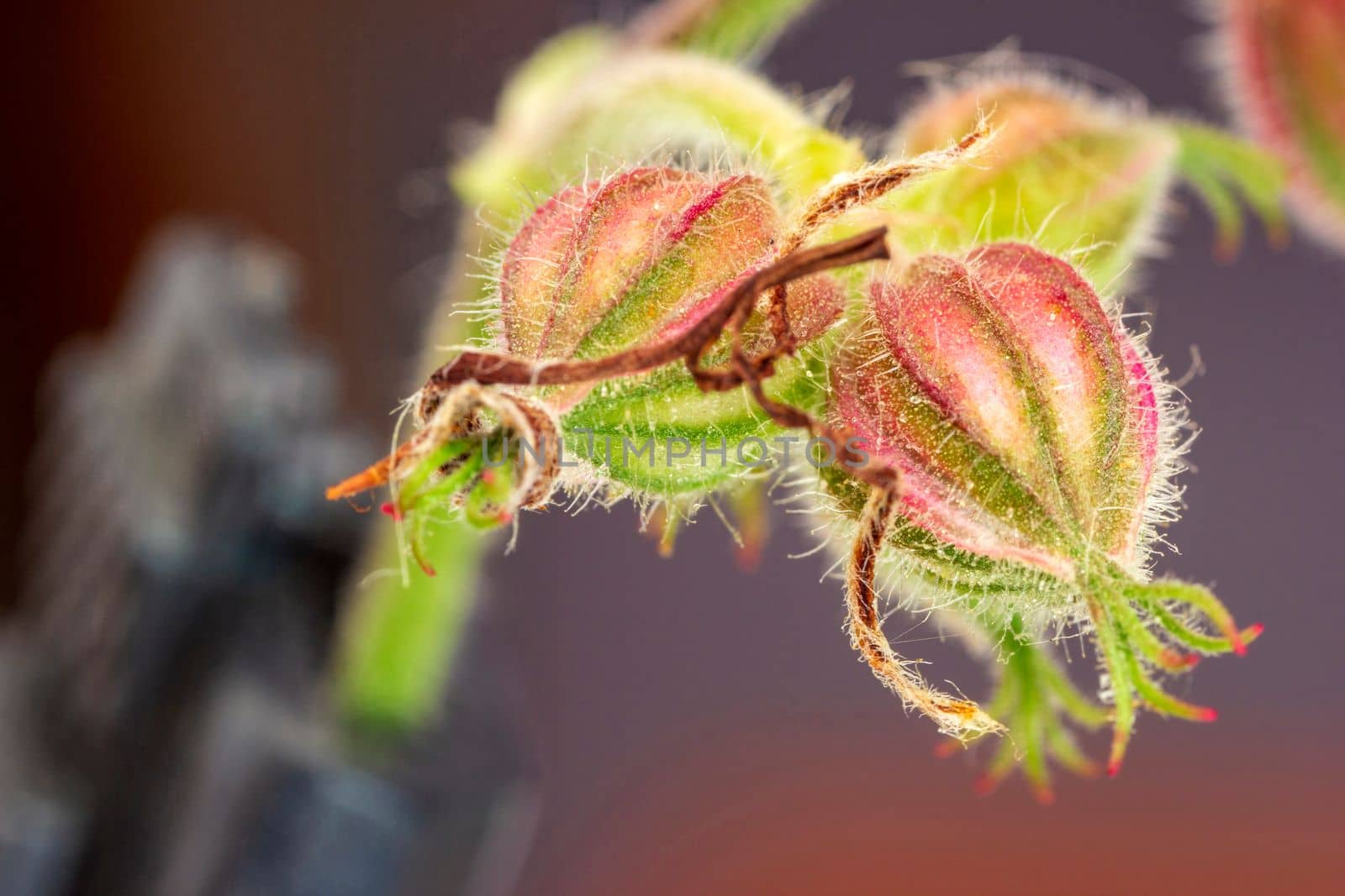 Close-up of flower bud. Nature detail