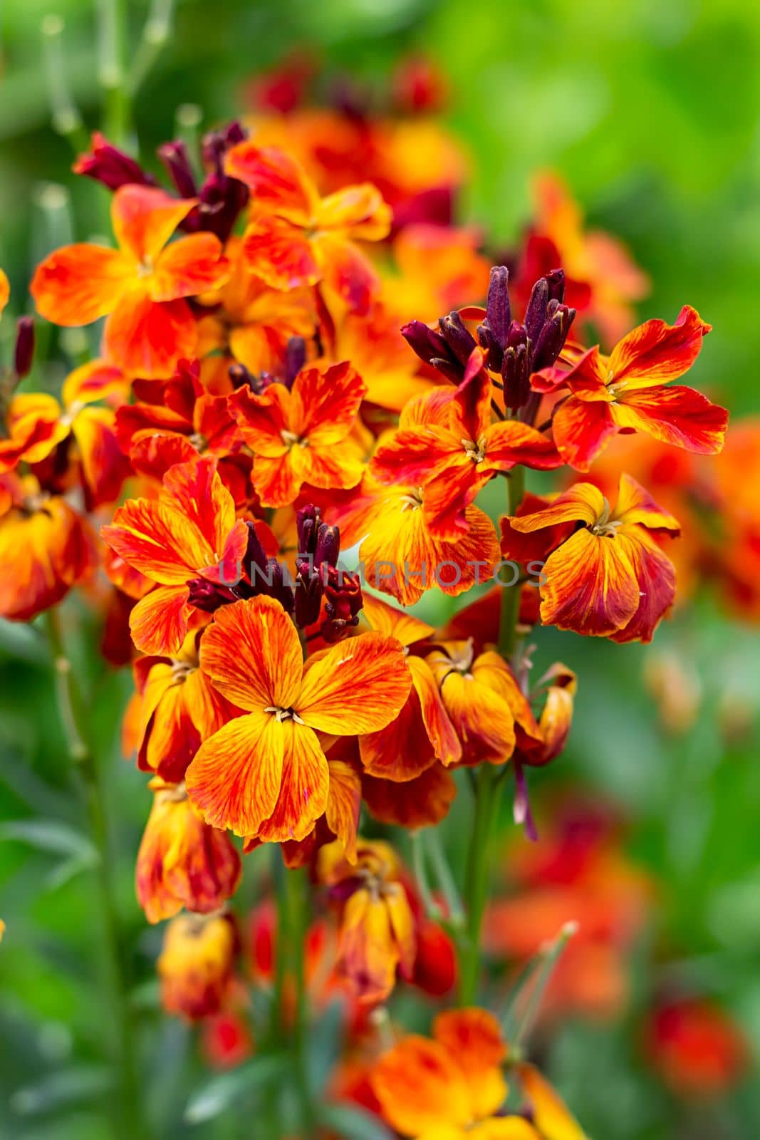 The brightly colored spring flowers of Erysimum cheiri (Cheiranthus) also known as the Wallflower. Vertical view by EdVal