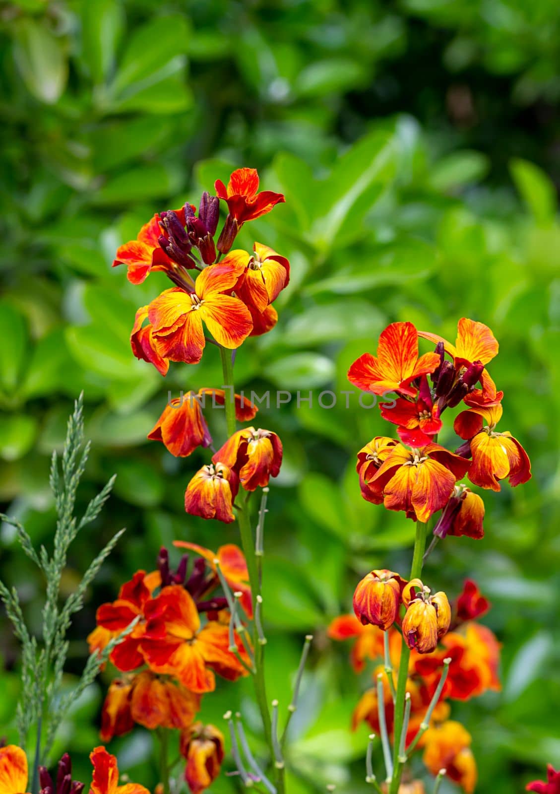 The brightly colored spring flowers of Erysimum cheiri (Cheiranthus) also known as the Wallflower. Vertical view by EdVal