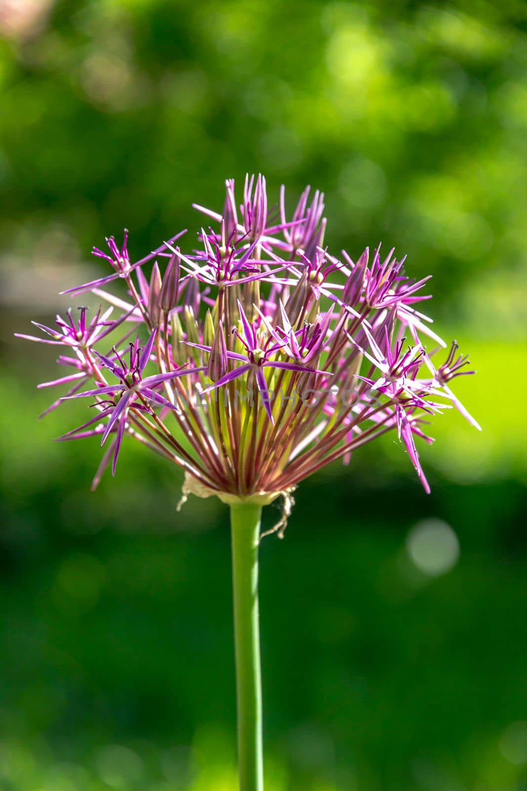 Vertical view of blooming Persian onion or star of Persia flower.