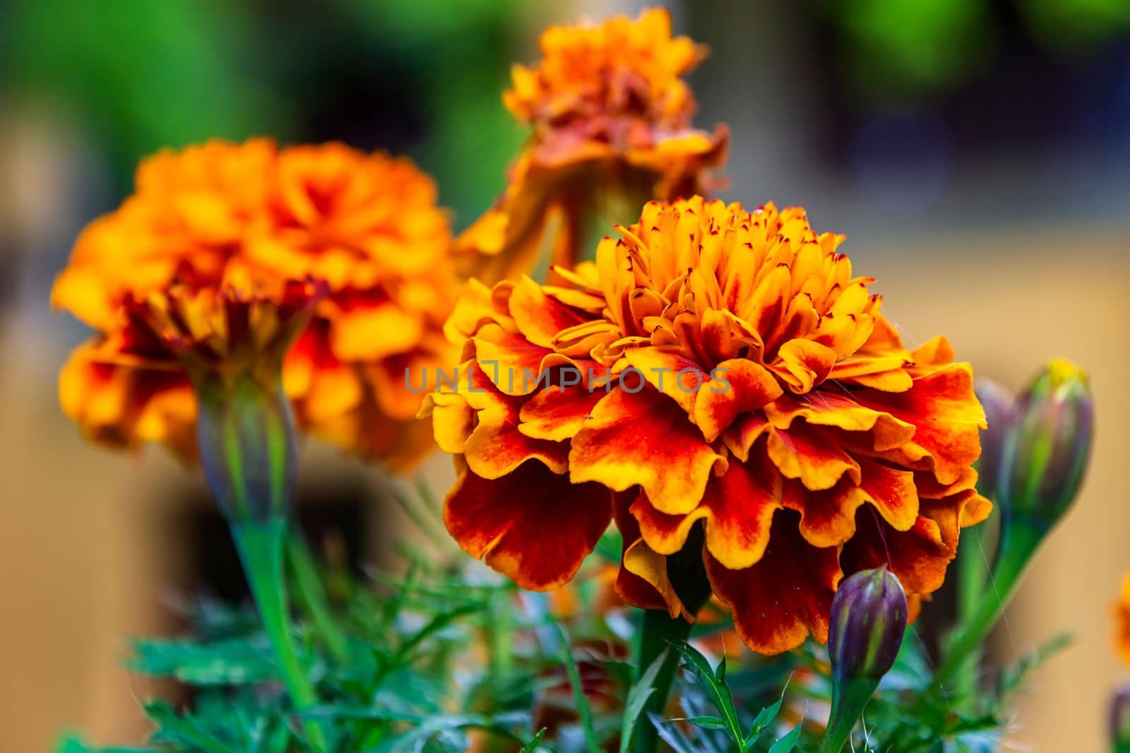 colorful Marigold by EdVal