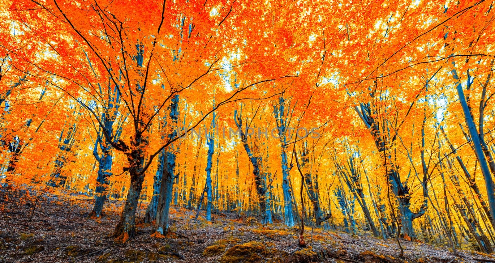 Autumn scenery. Beautiful gold falls in the forest. Beautiful scene in a yellow autumn forest.