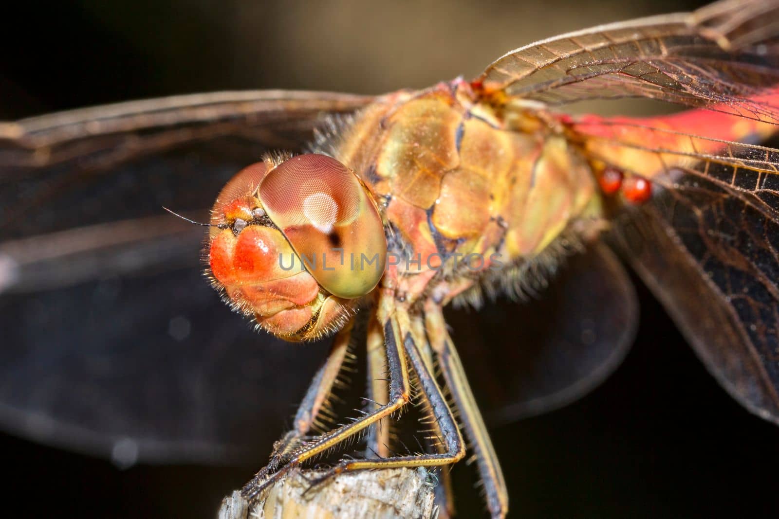 extreme macro of the dragonfly sitting on a twig
