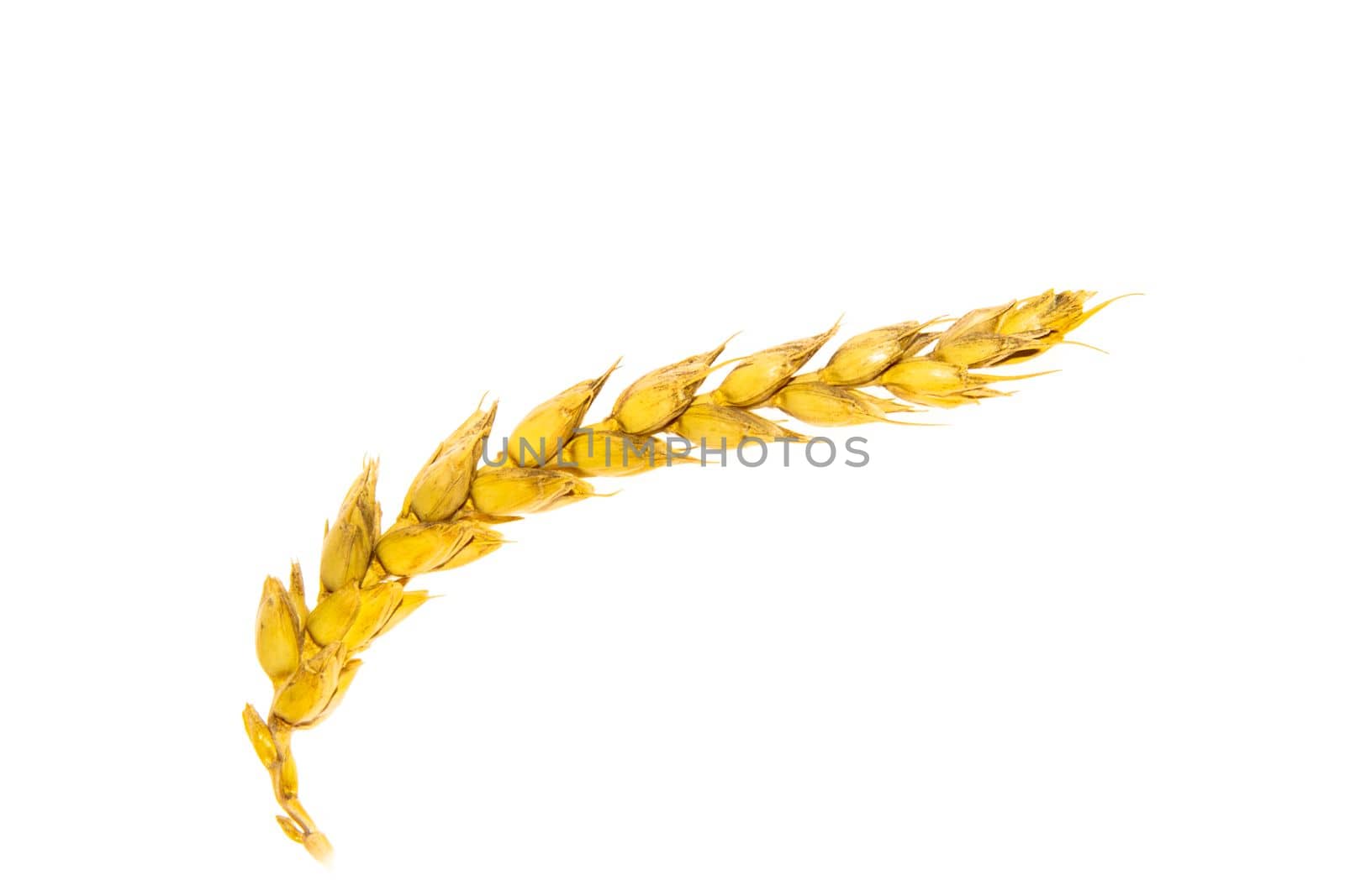 Ripe wheat plant isolated on white background.
