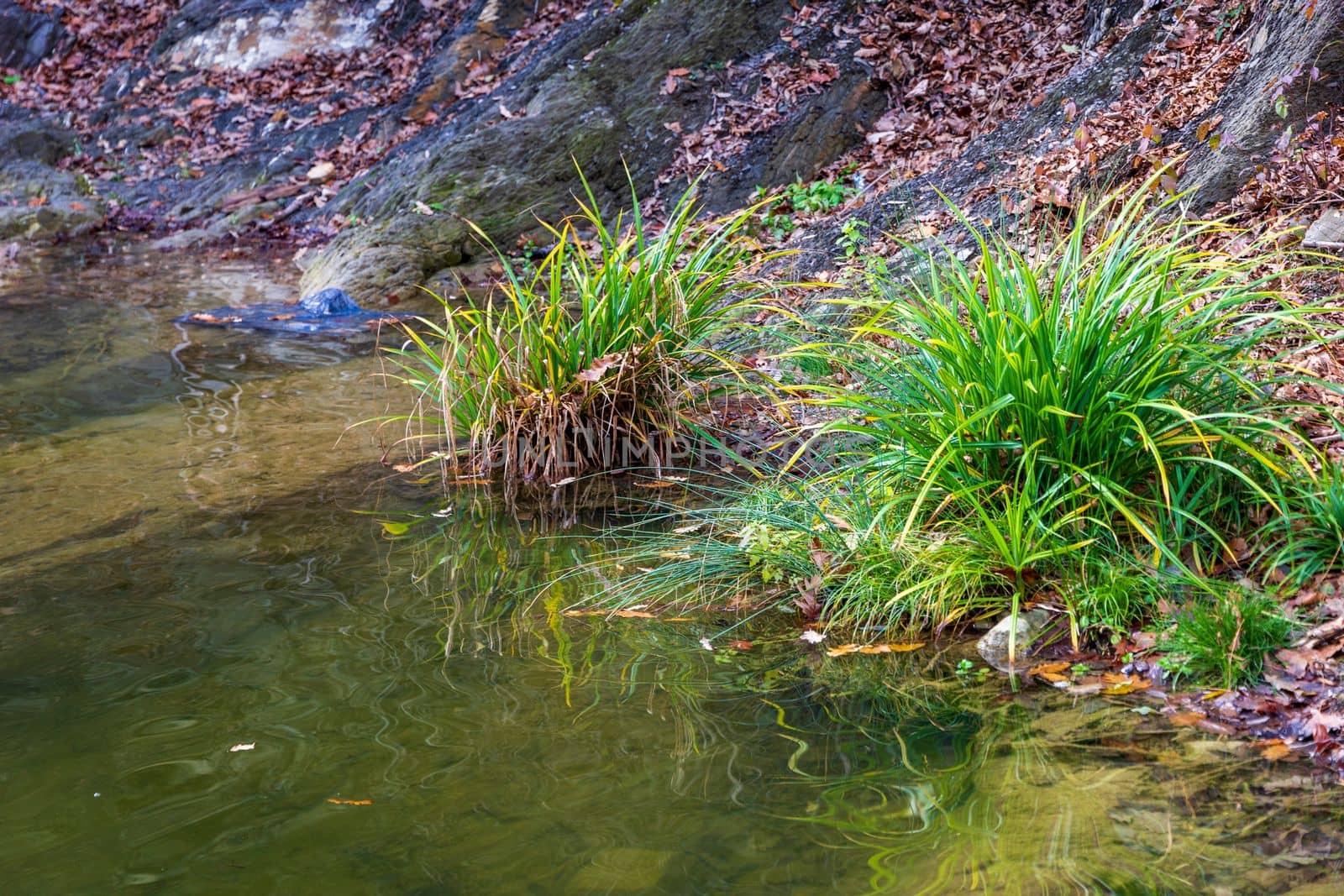 Close-up on the grass at the shore of a lake in the early morning.