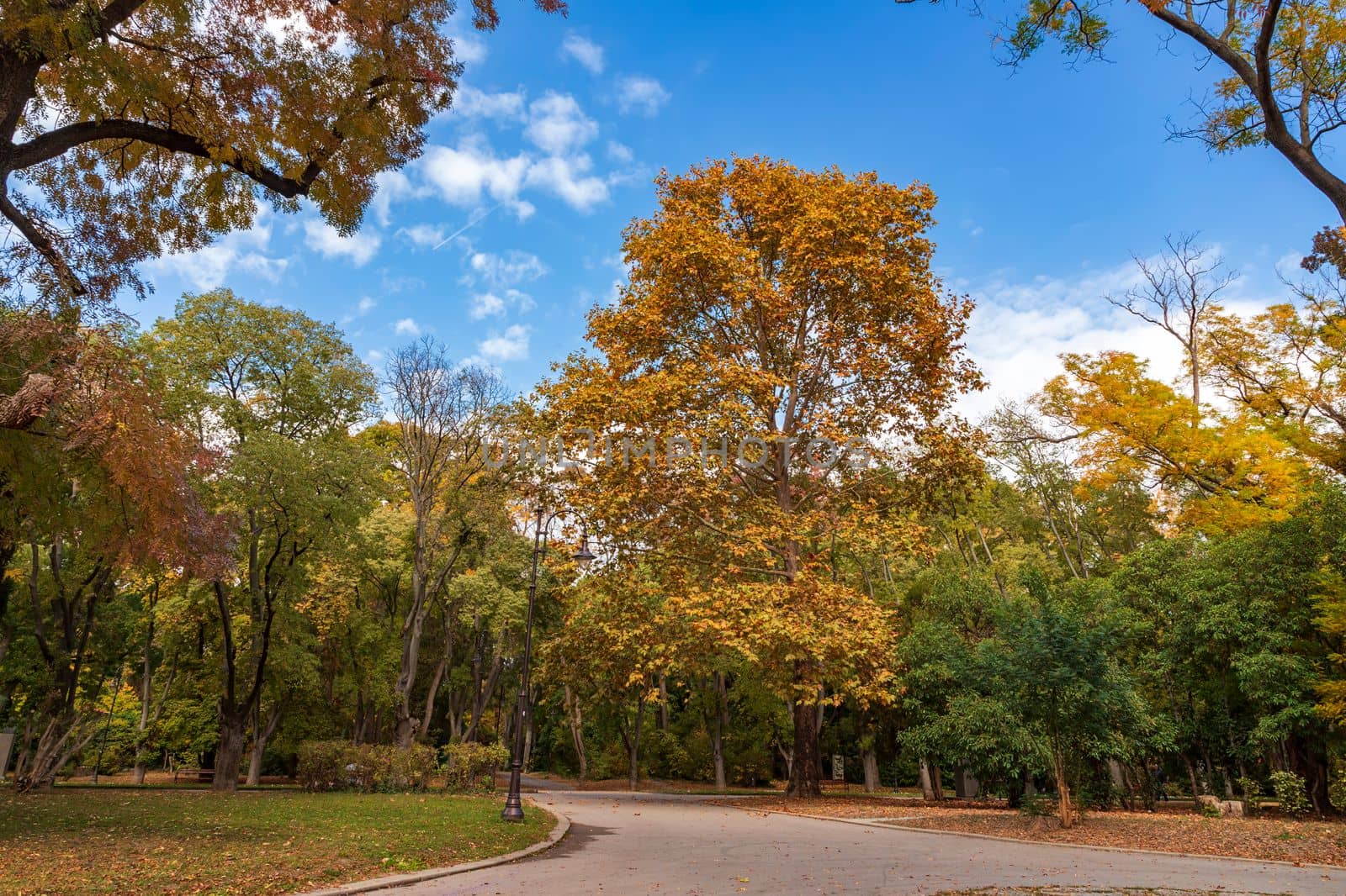 Autumn landscape - trees and fallen fall leaves in the city park 